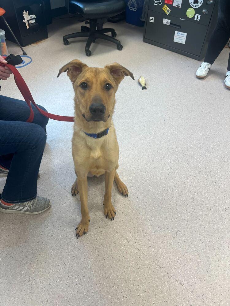 Enlarge Rudy, a Adoptable mixed breed in Bowling Green, OH image 3/4