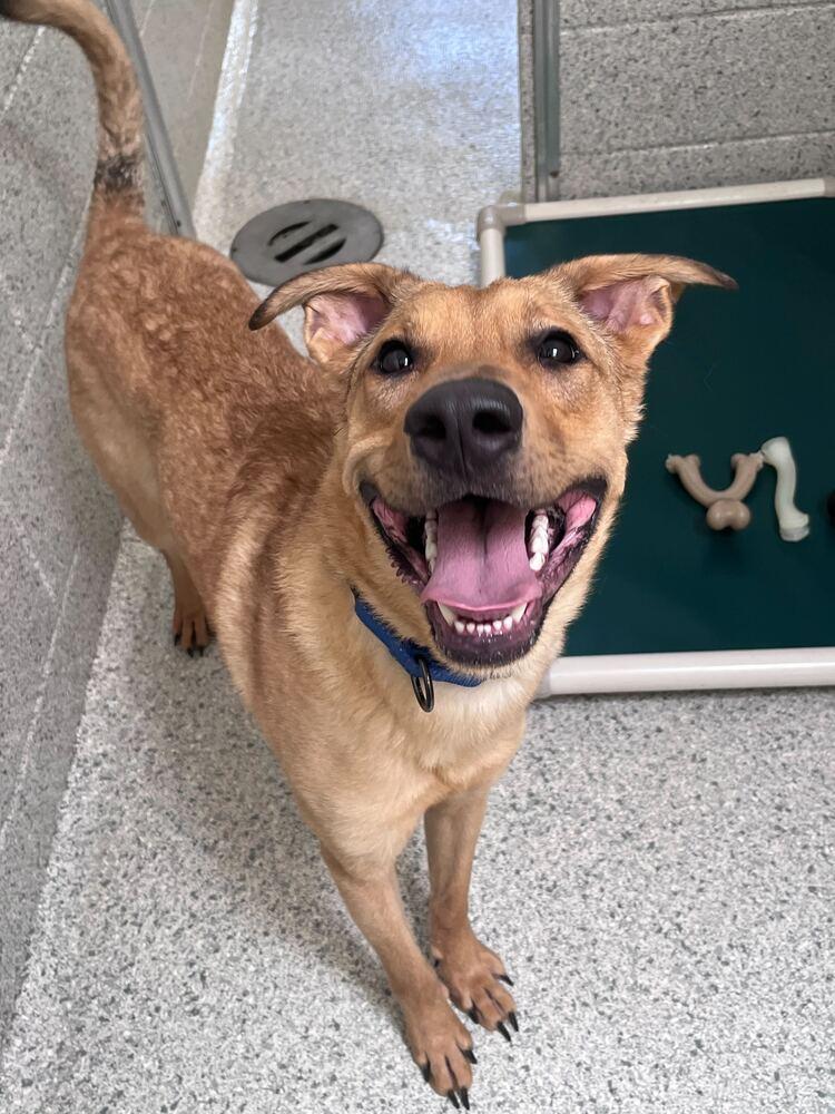 Enlarge Rudy, a Adoptable mixed breed in Bowling Green, OH image 4/4