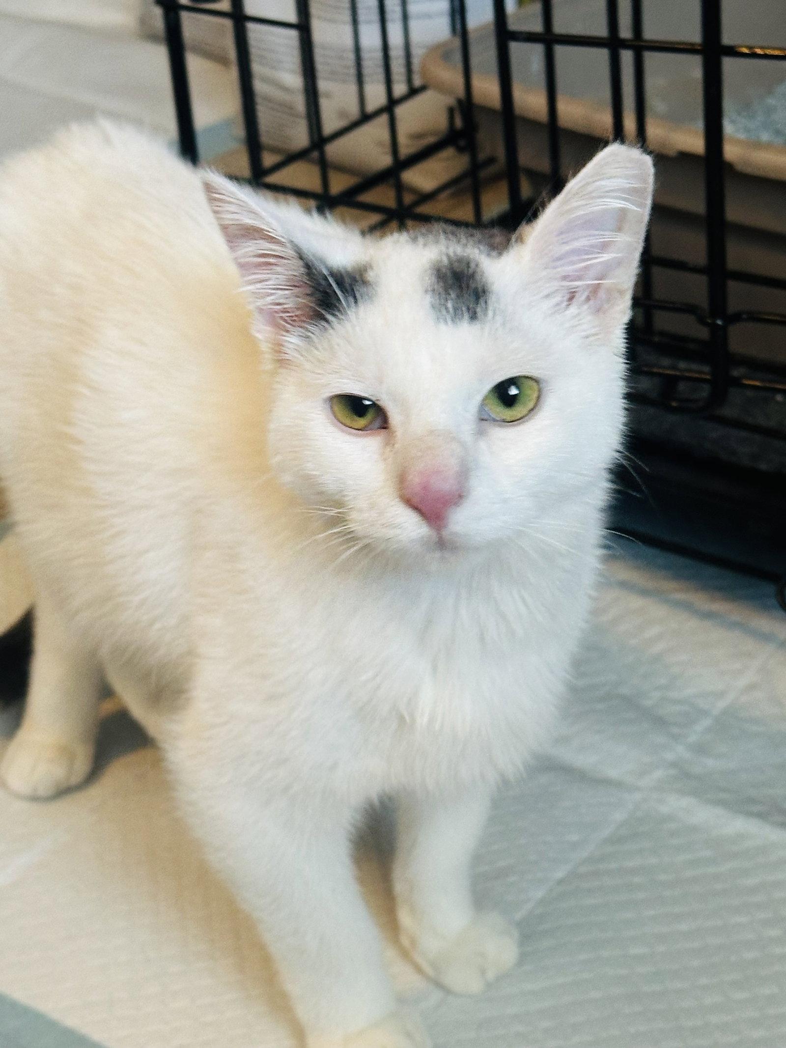 Levi (Strauss), a Adopted mixed breed in Phoenix, AZ image 3/3