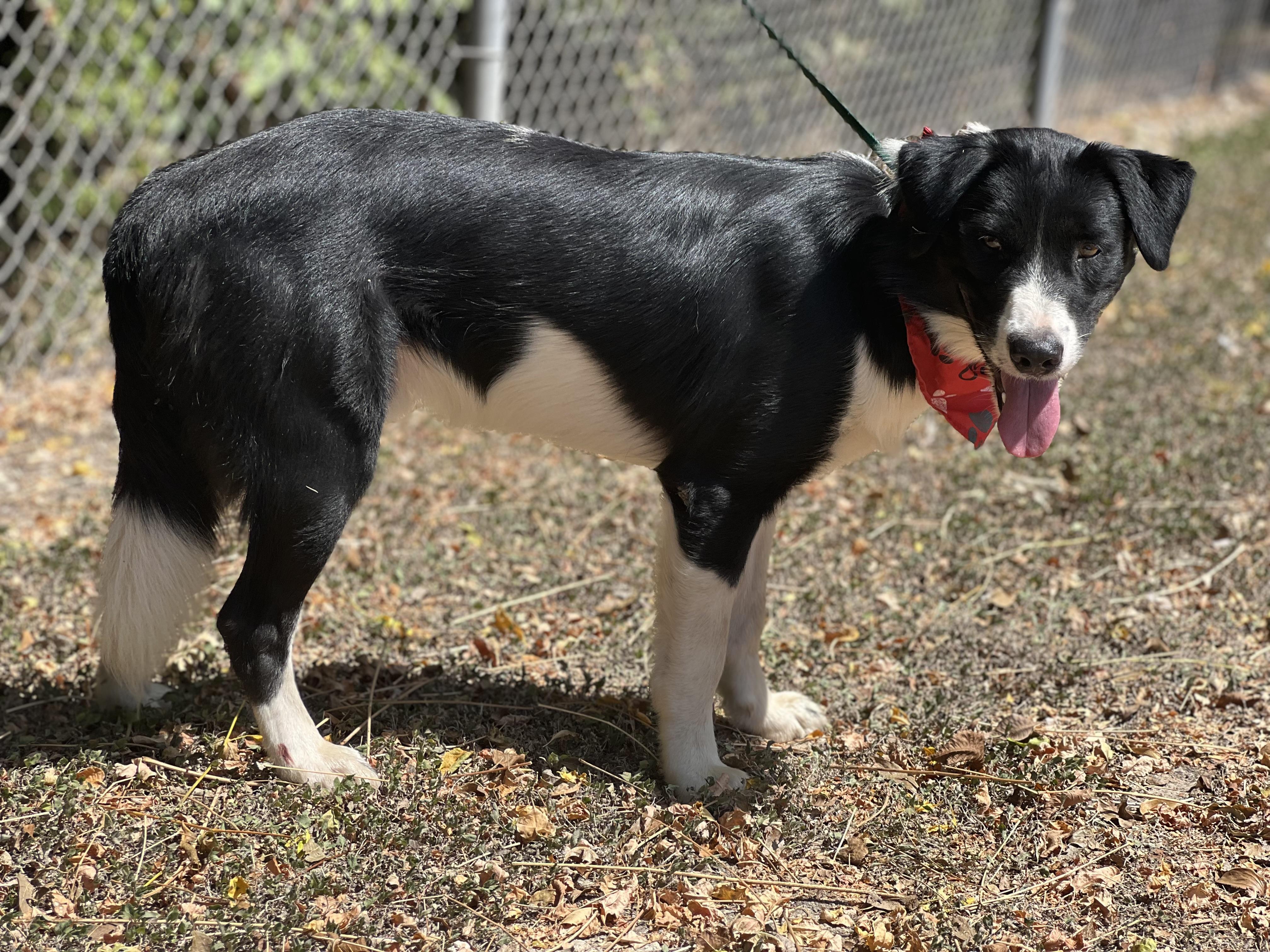 Enlarge Pitufo, a Adoptable Border Collie in Madisonville, TX image 3/6