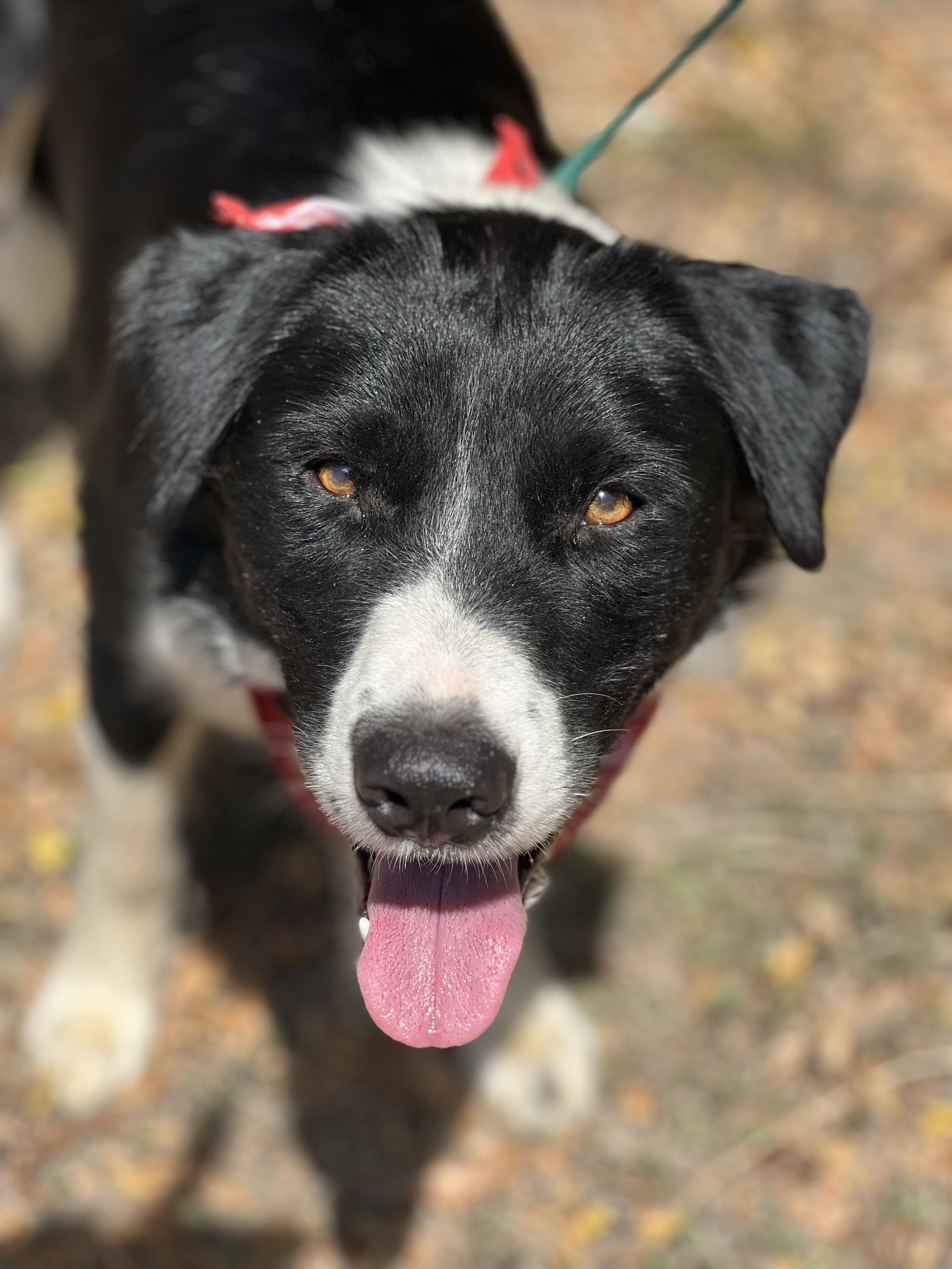 Enlarge Pitufo, a Adoptable Border Collie in Madisonville, TX image 2/6