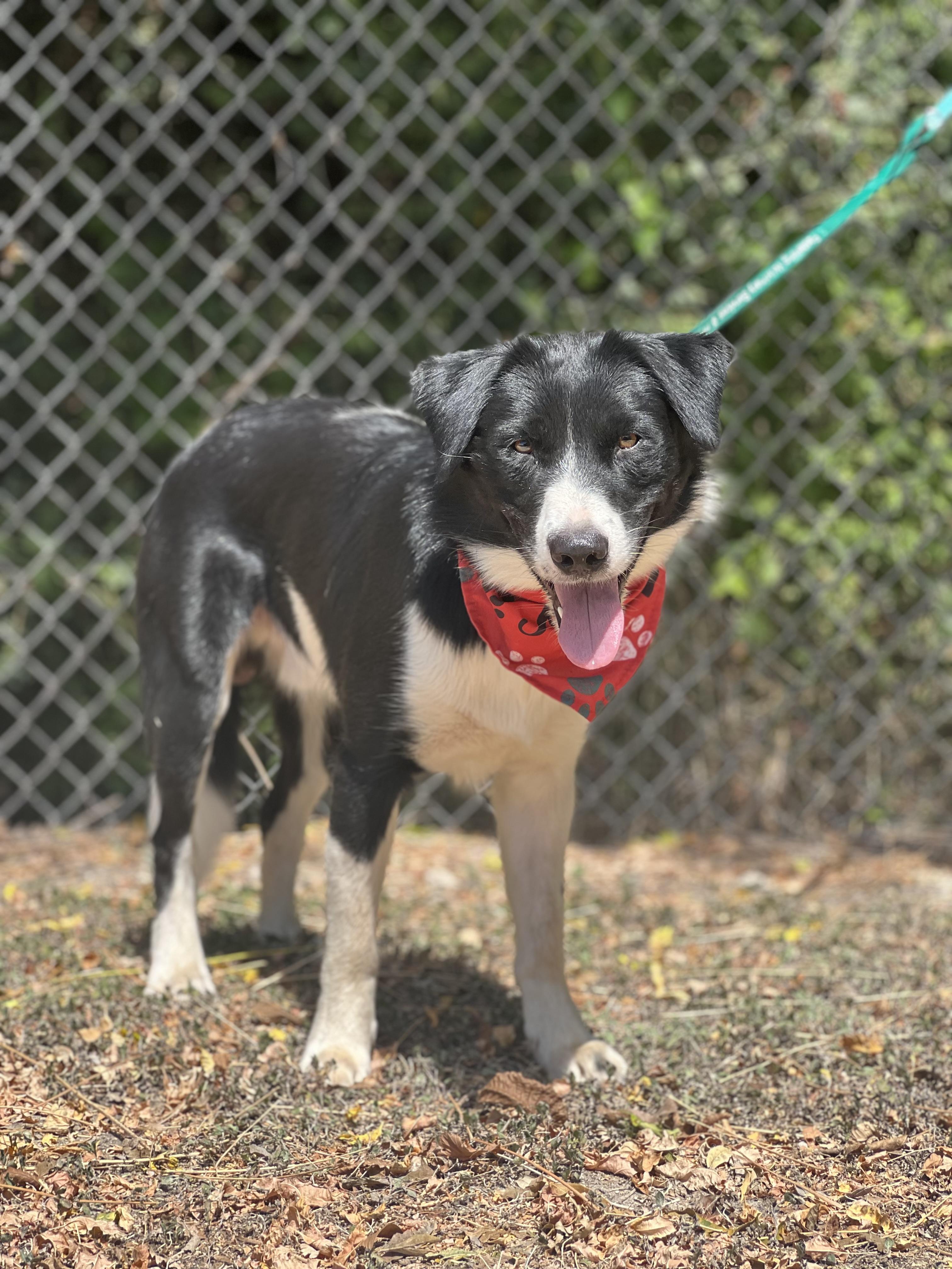 Enlarge Pitufo, a Adoptable Border Collie in Madisonville, TX image 4/6
