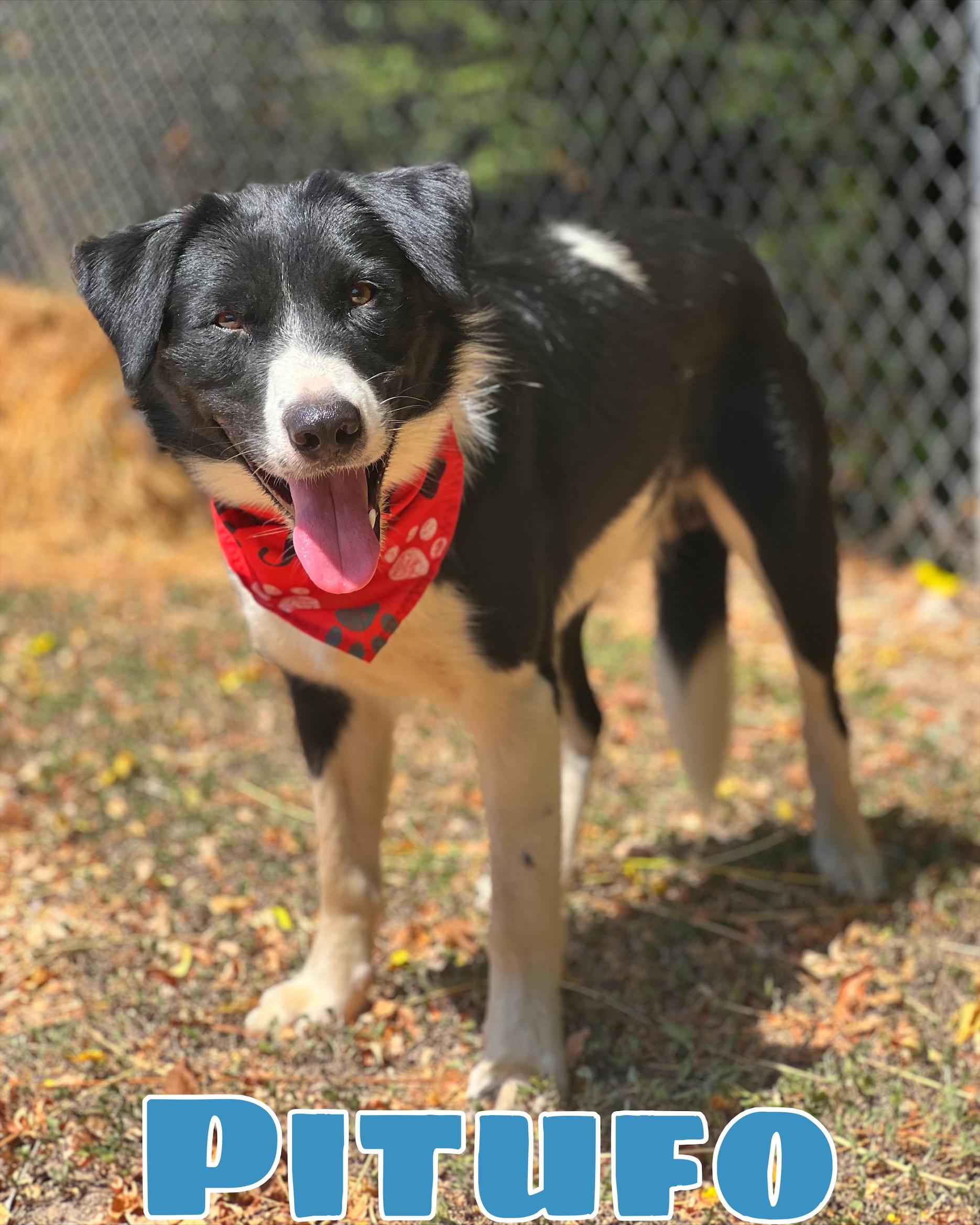 Pitufo, Adoptable, Young Male Border Collie.