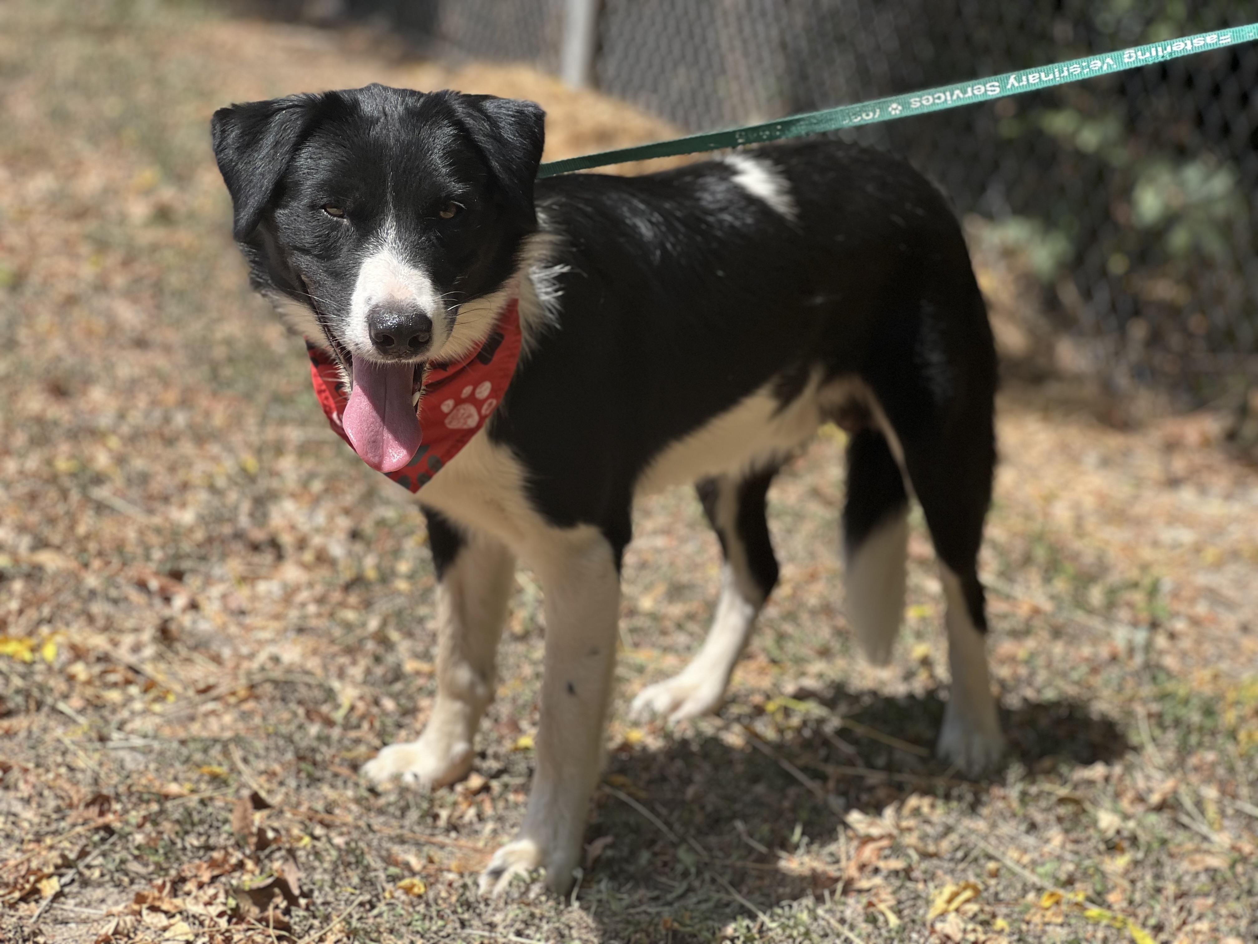 Enlarge Pitufo, a Adoptable Border Collie in Madisonville, TX image 5/6