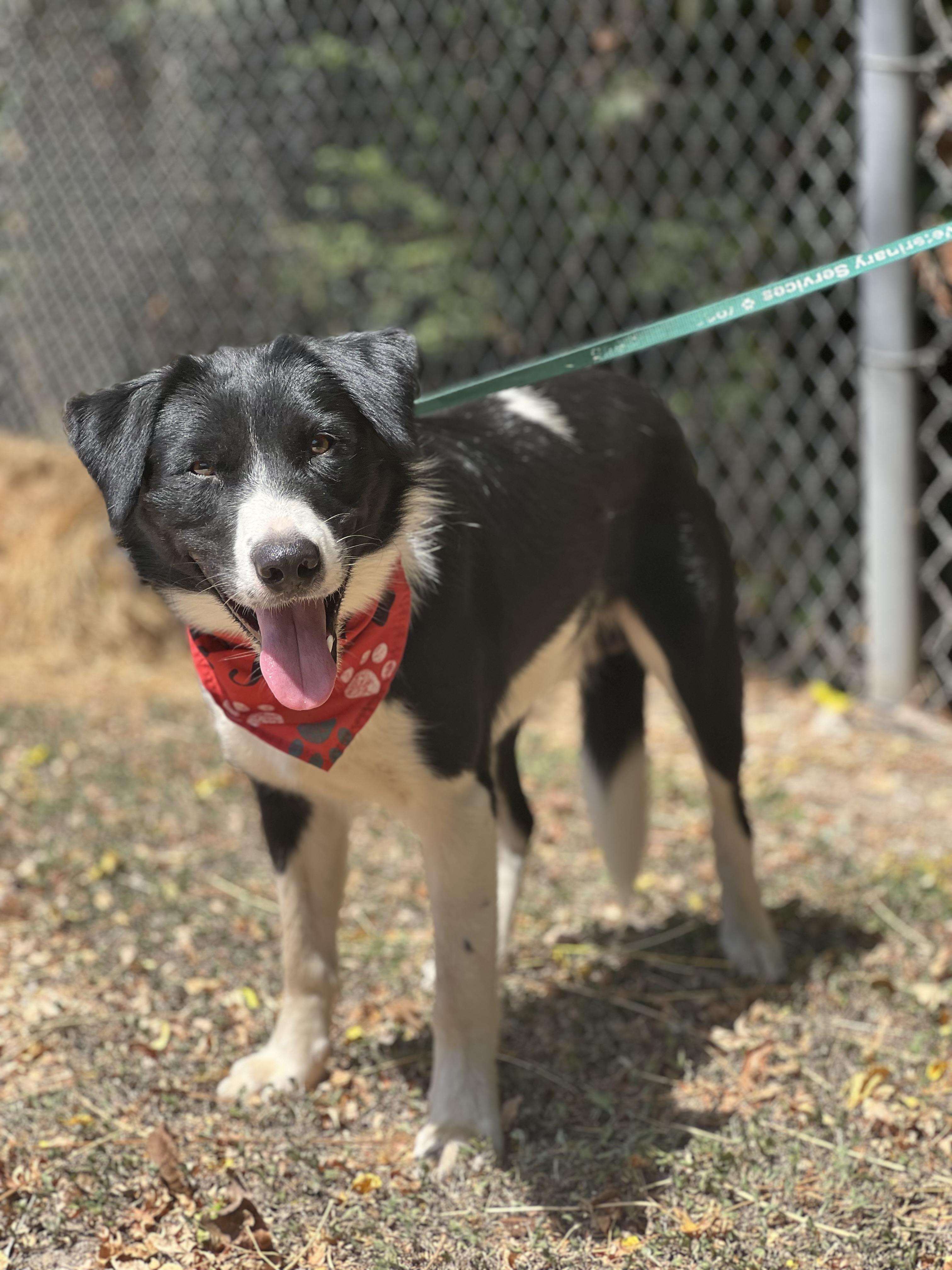 Enlarge Pitufo, a Adoptable Border Collie in Madisonville, TX image 6/6