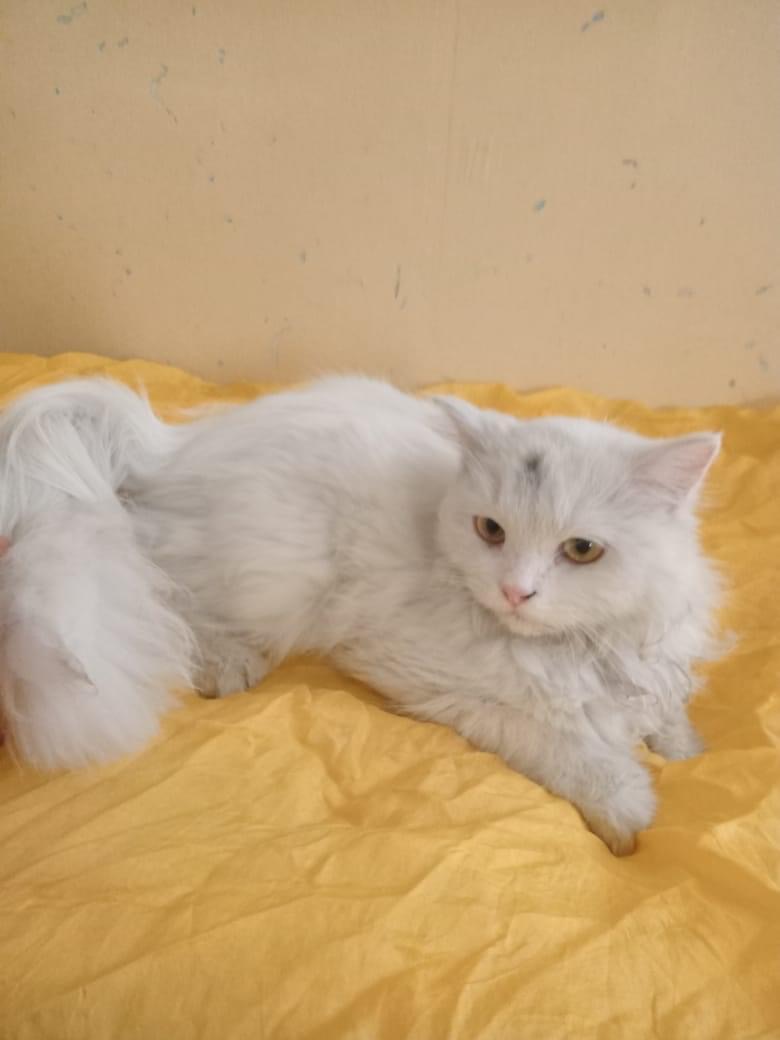 Cat for adoption Nemo (foster MY), a Turkish Angora in Woodbridge, ON