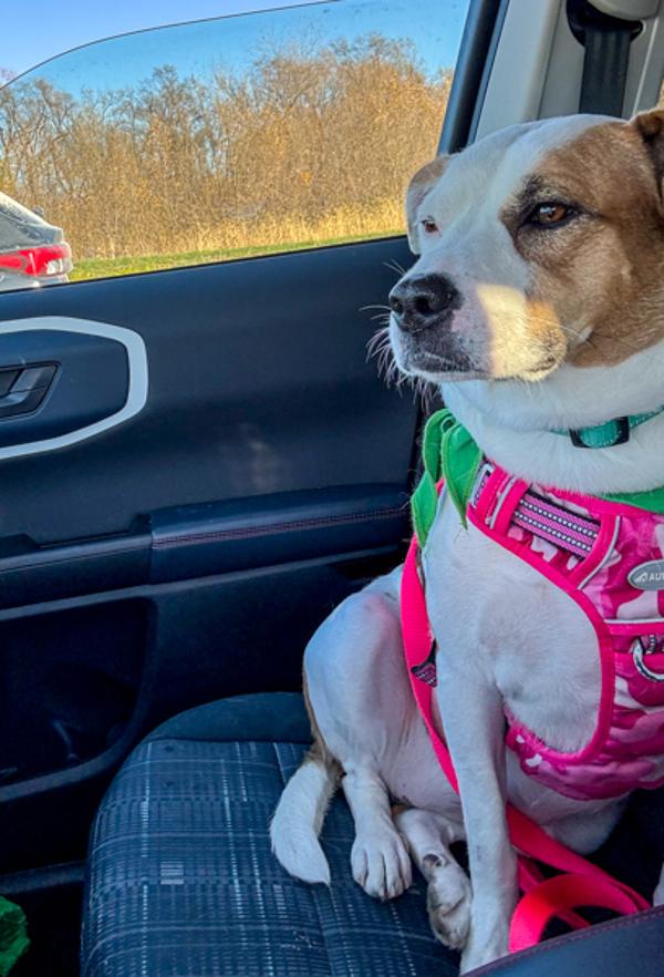 Skye, a Adoptable mixed breed in Des Moines, IA image 1/6