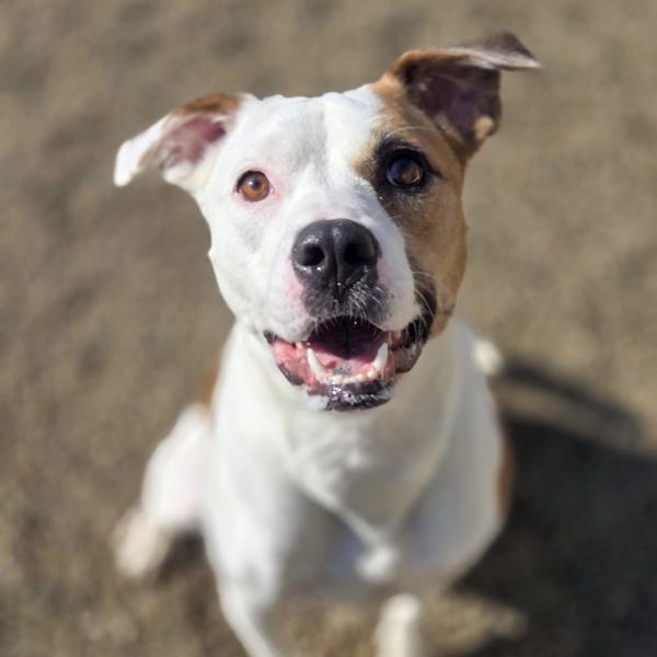 Skye, a Adoptable mixed breed in Des Moines, IA image 2/6