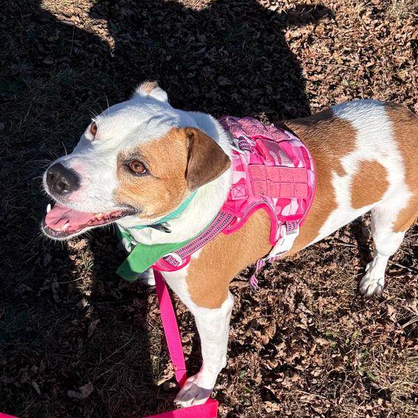 Skye, a Adoptable mixed breed in Des Moines, IA image 3/6