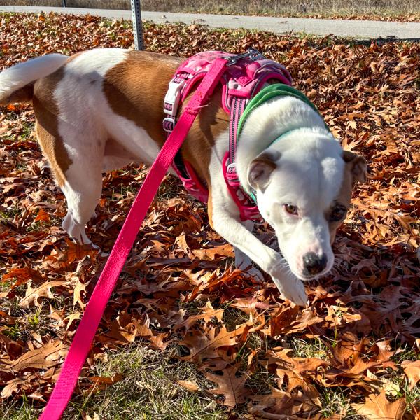 Skye, a Adoptable mixed breed in Des Moines, IA image 6/6