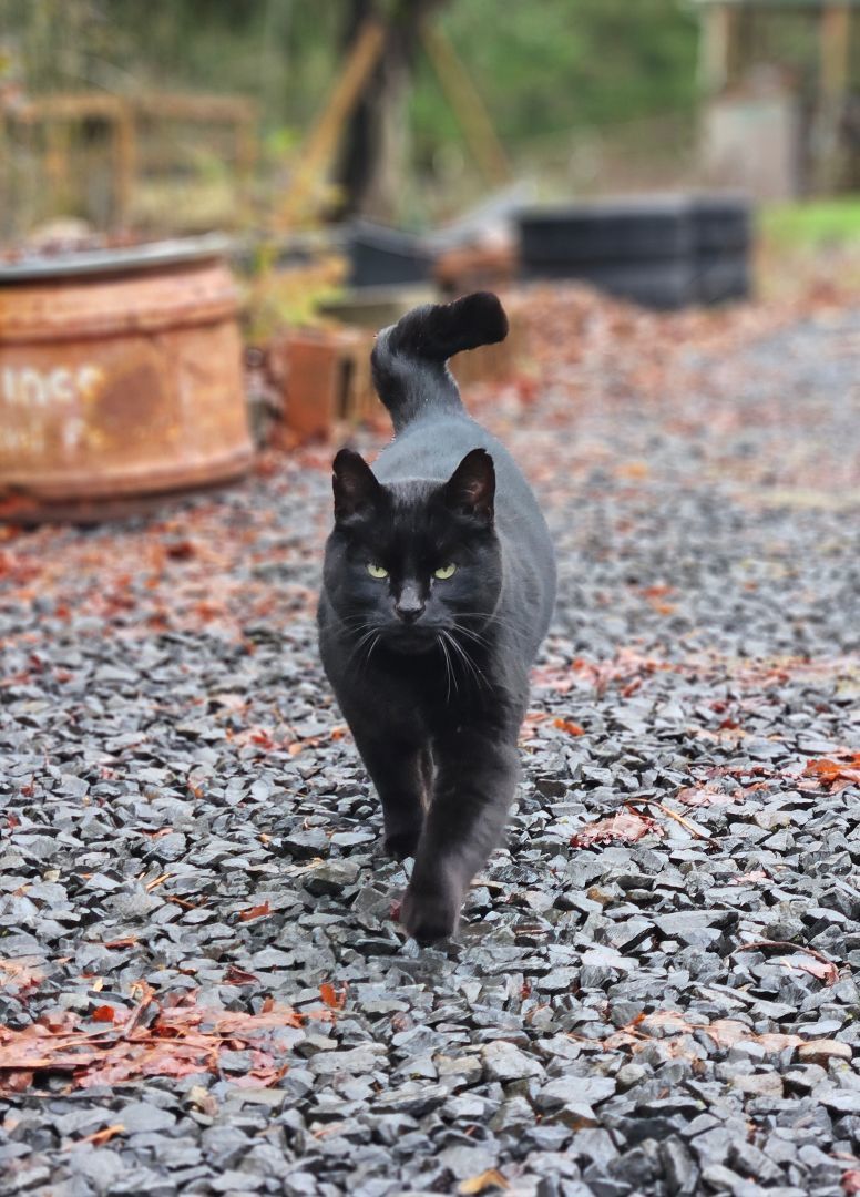 Blackie, Adopted, Adult Male Domestic Short Hair.