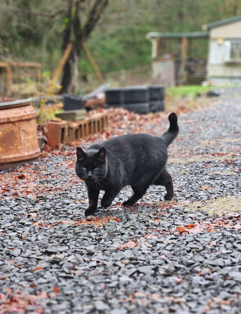 Blackie, a Adopted Domestic Short Hair in WINLOCK, WA image 3/6