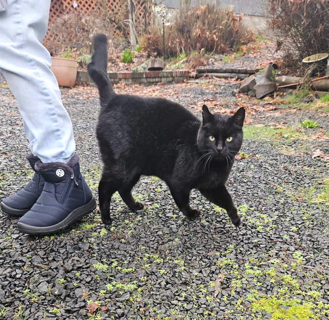 Blackie, a Adopted Domestic Short Hair in WINLOCK, WA image 4/6