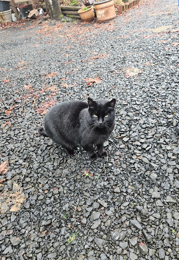 Blackie, a Adopted Domestic Short Hair in WINLOCK, WA image 5/6