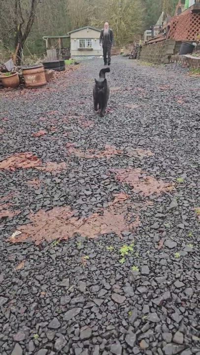 Enlarge Blackie, a Adopted Domestic Short Hair in WINLOCK, WA video 6/6