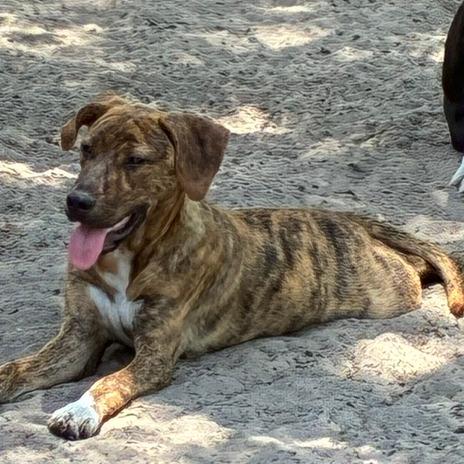 Cassia, Adoptable, Young Female Catahoula Leopard Dog & Mixed Breed.