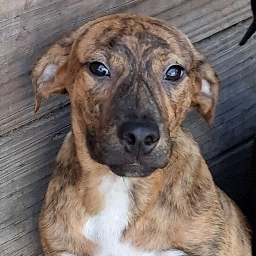 Enlarge Cassia, a Adoptable mixed breed in Morriston, FL image 2/4