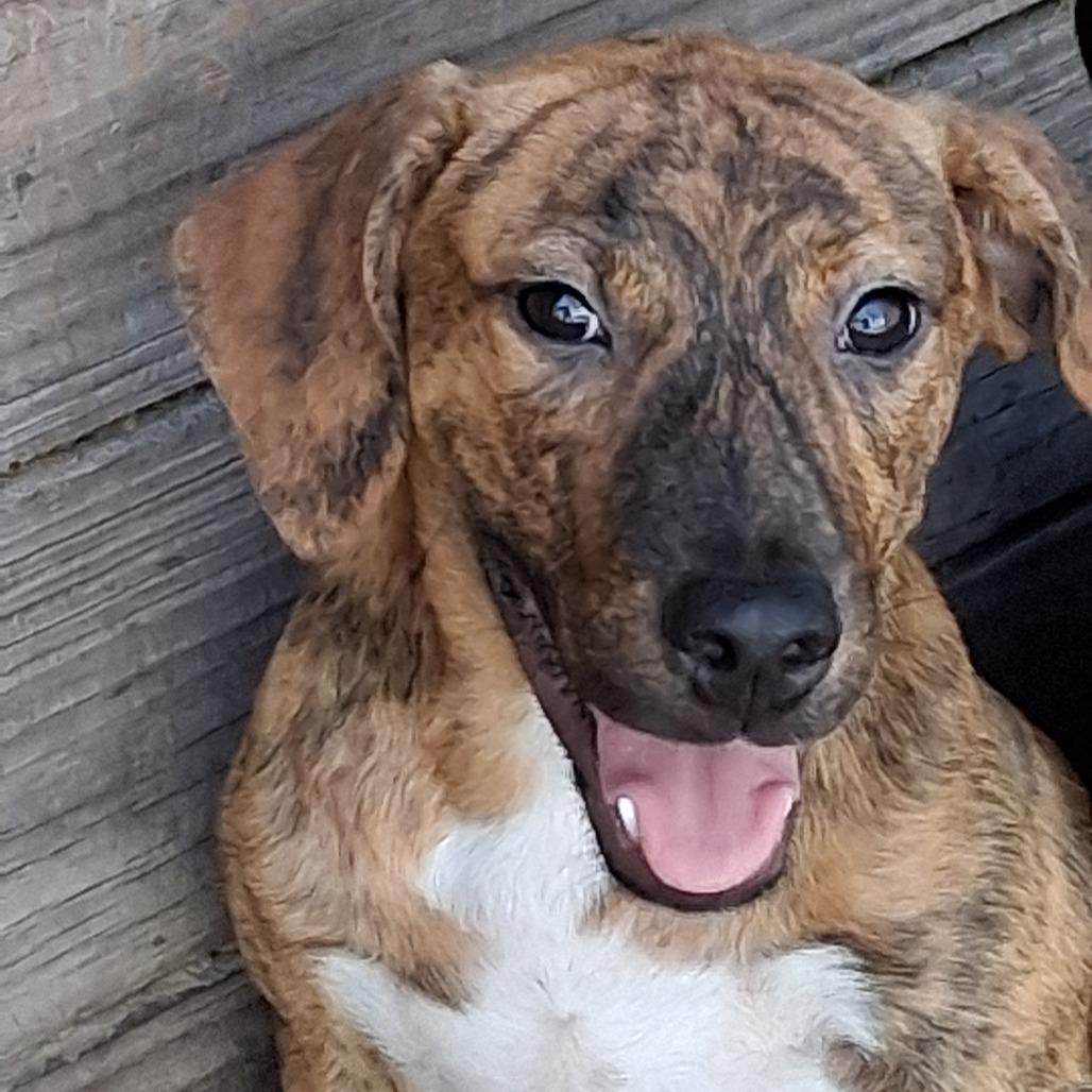 Enlarge Cassia, a Adoptable mixed breed in Morriston, FL image 3/4