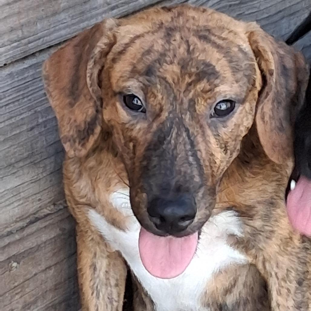 Enlarge Cassia, a Adoptable mixed breed in Morriston, FL image 4/4