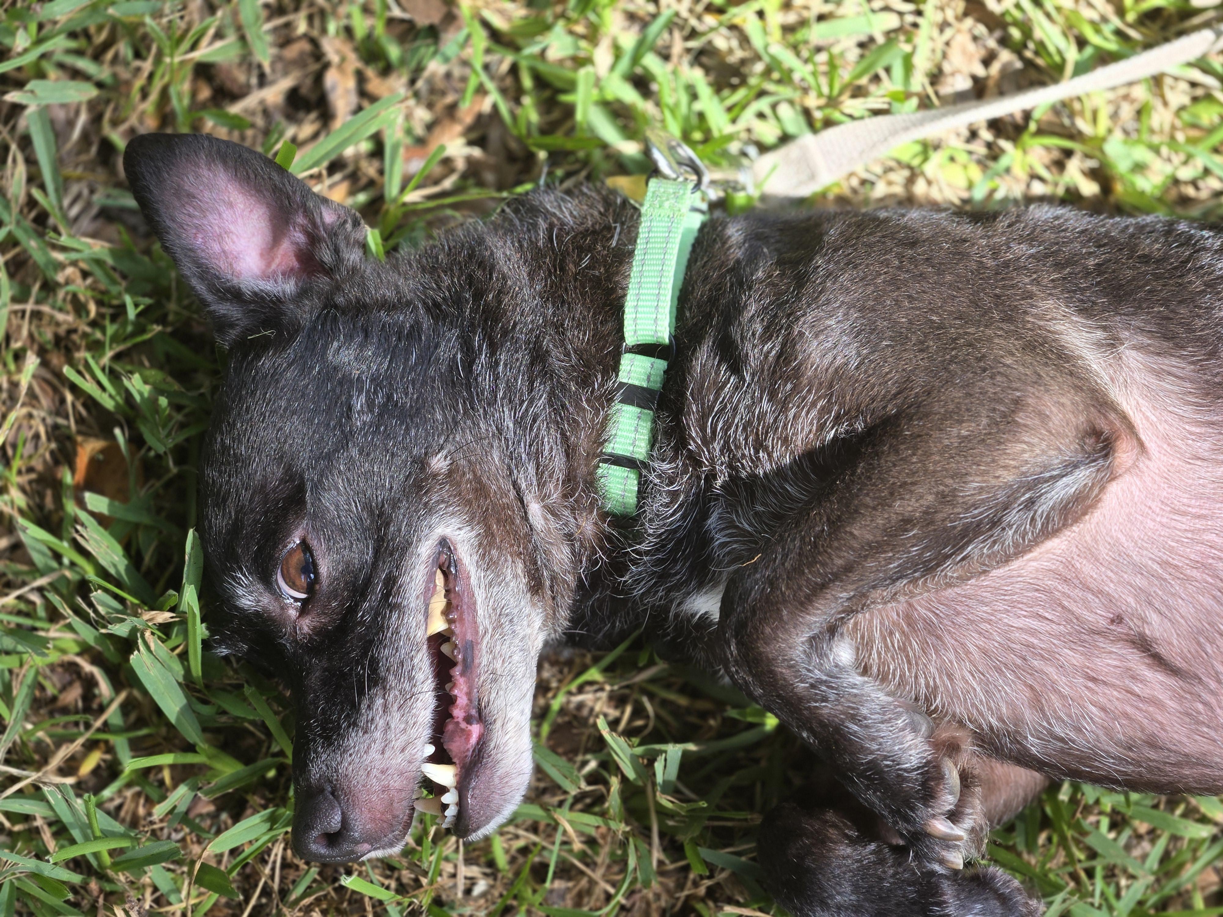 Nicholas, a Adoptable mixed breed in Bradenton, FL image 1/6