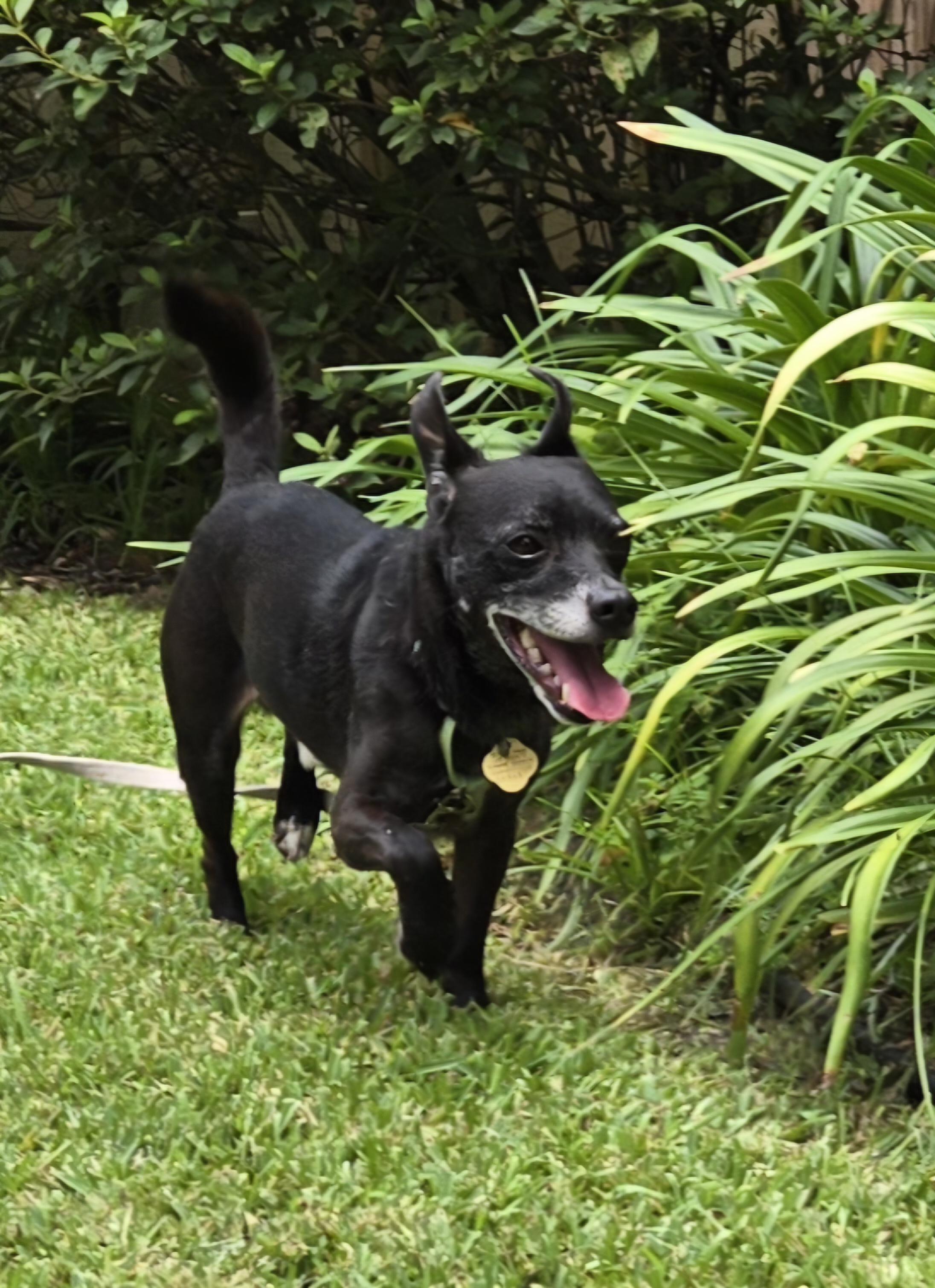 Nicholas, a Adoptable mixed breed in Bradenton, FL image 2/6