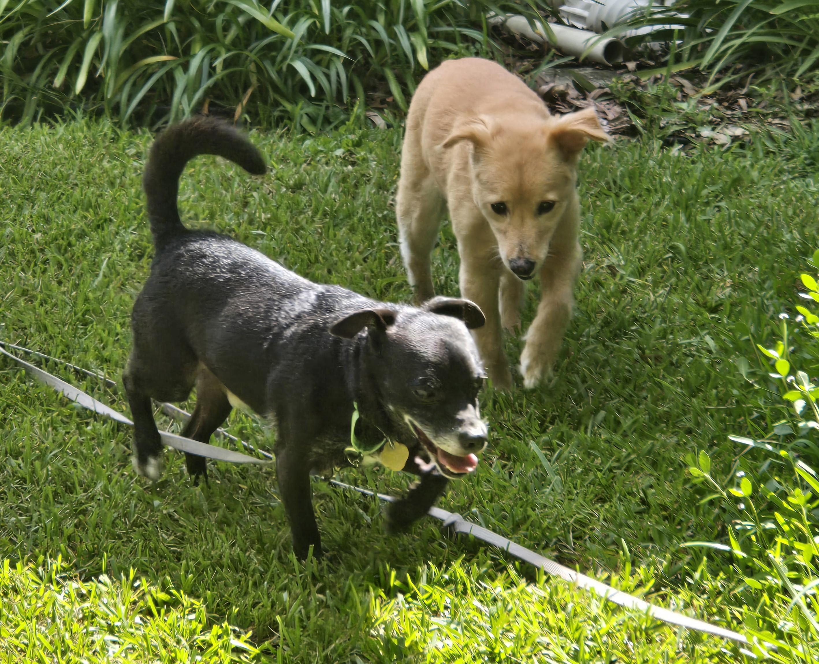 Nicholas, a Adoptable mixed breed in Bradenton, FL image 3/6