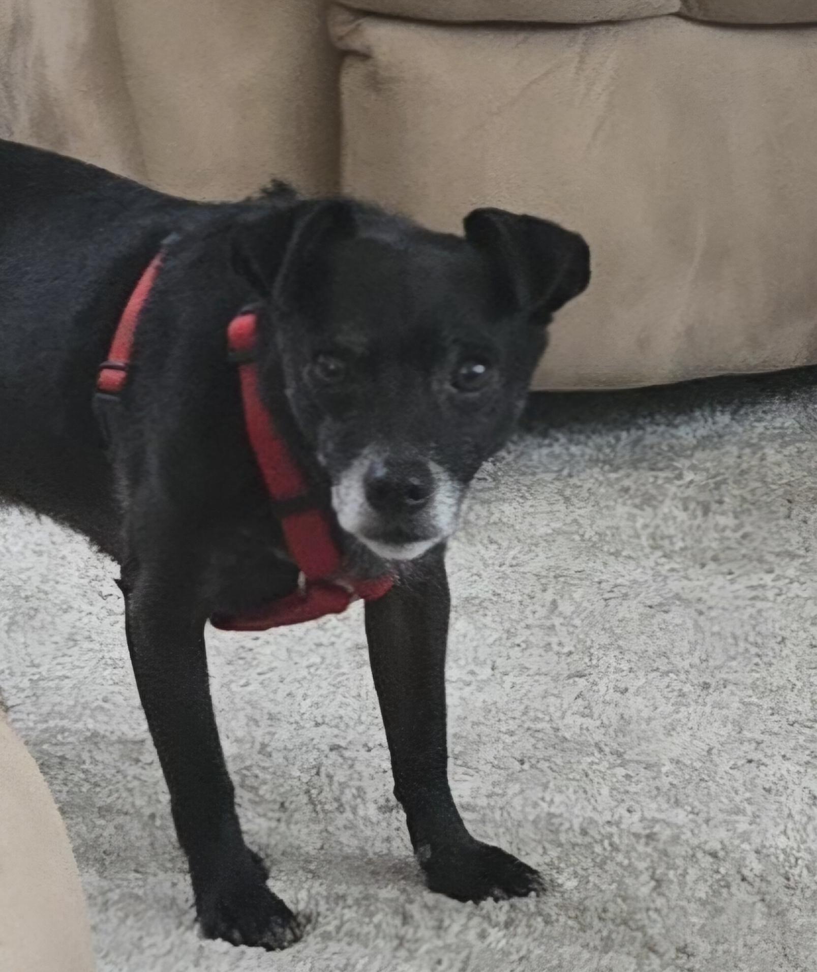 Enlarge Nicholas, a Adoptable mixed breed in Bradenton, FL image 3/5