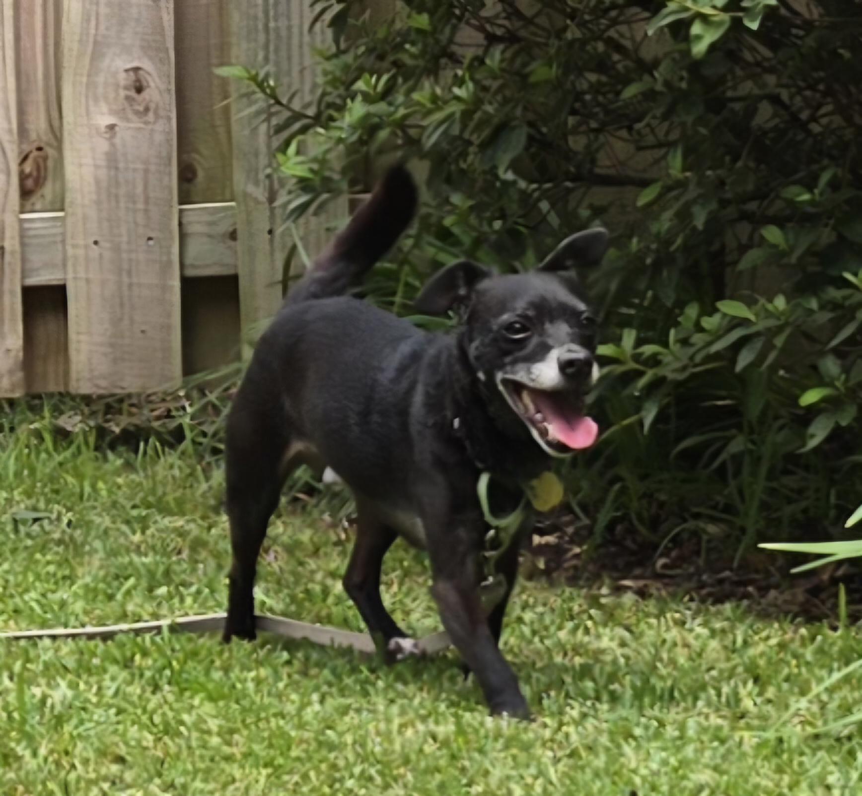 Nicholas, a Adoptable mixed breed in Bradenton, FL image 5/6