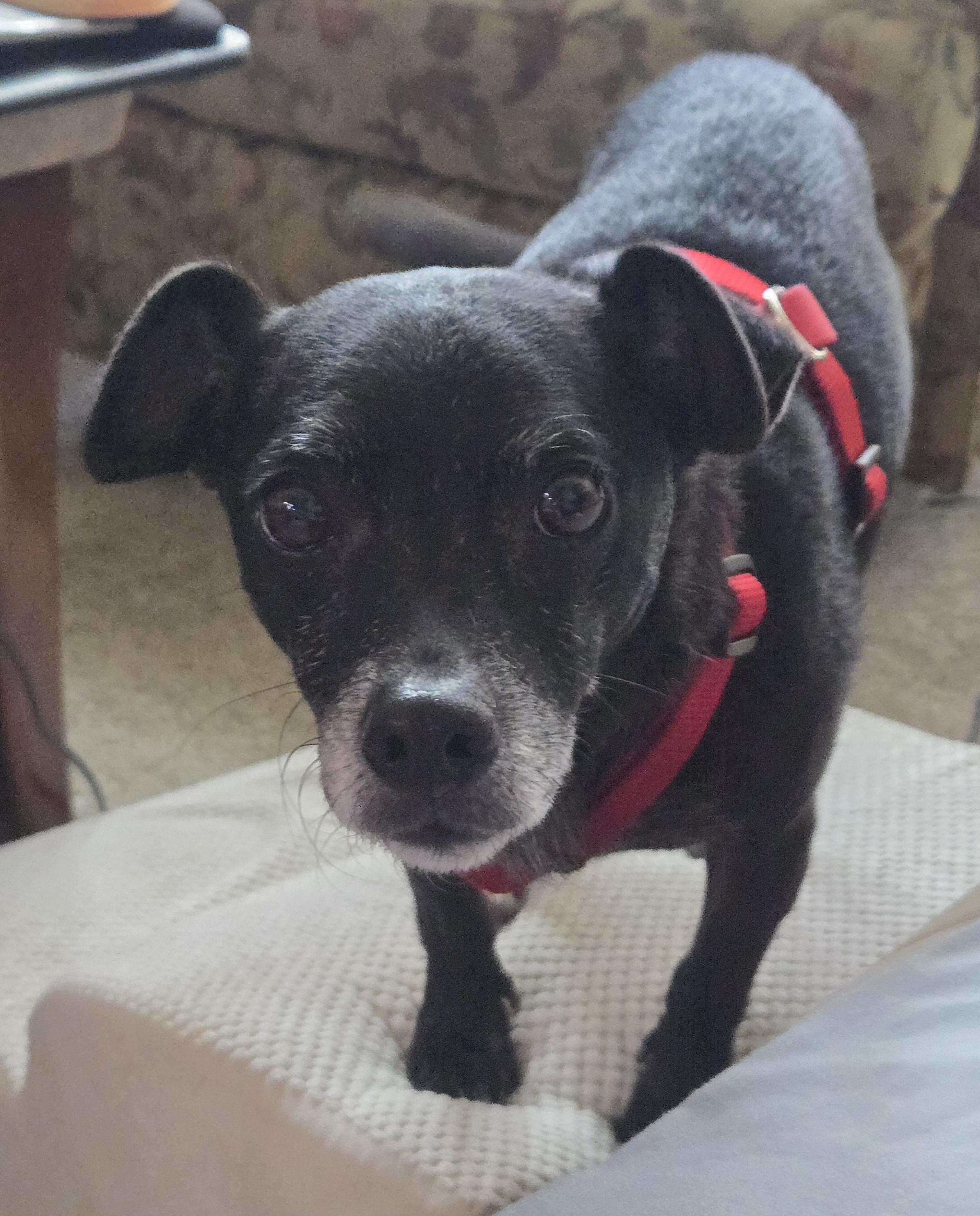 Enlarge Nicholas, a Adoptable mixed breed in Bradenton, FL image 5/5