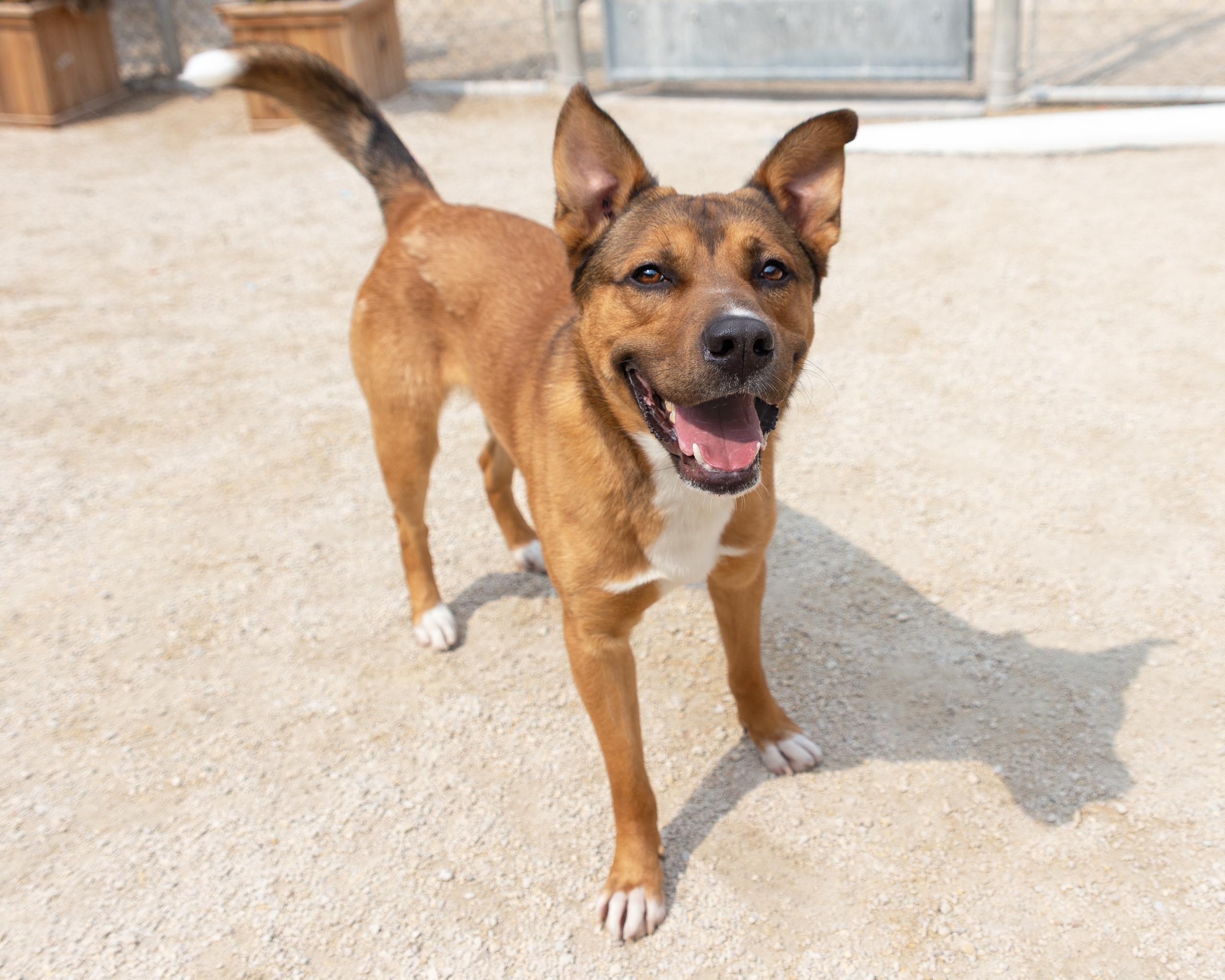 Rick, an adoptable German Shepherd Dog, Australian Cattle Dog / Blue Heeler in Winnipeg, MB, R3E 3N8 | Photo Image 2