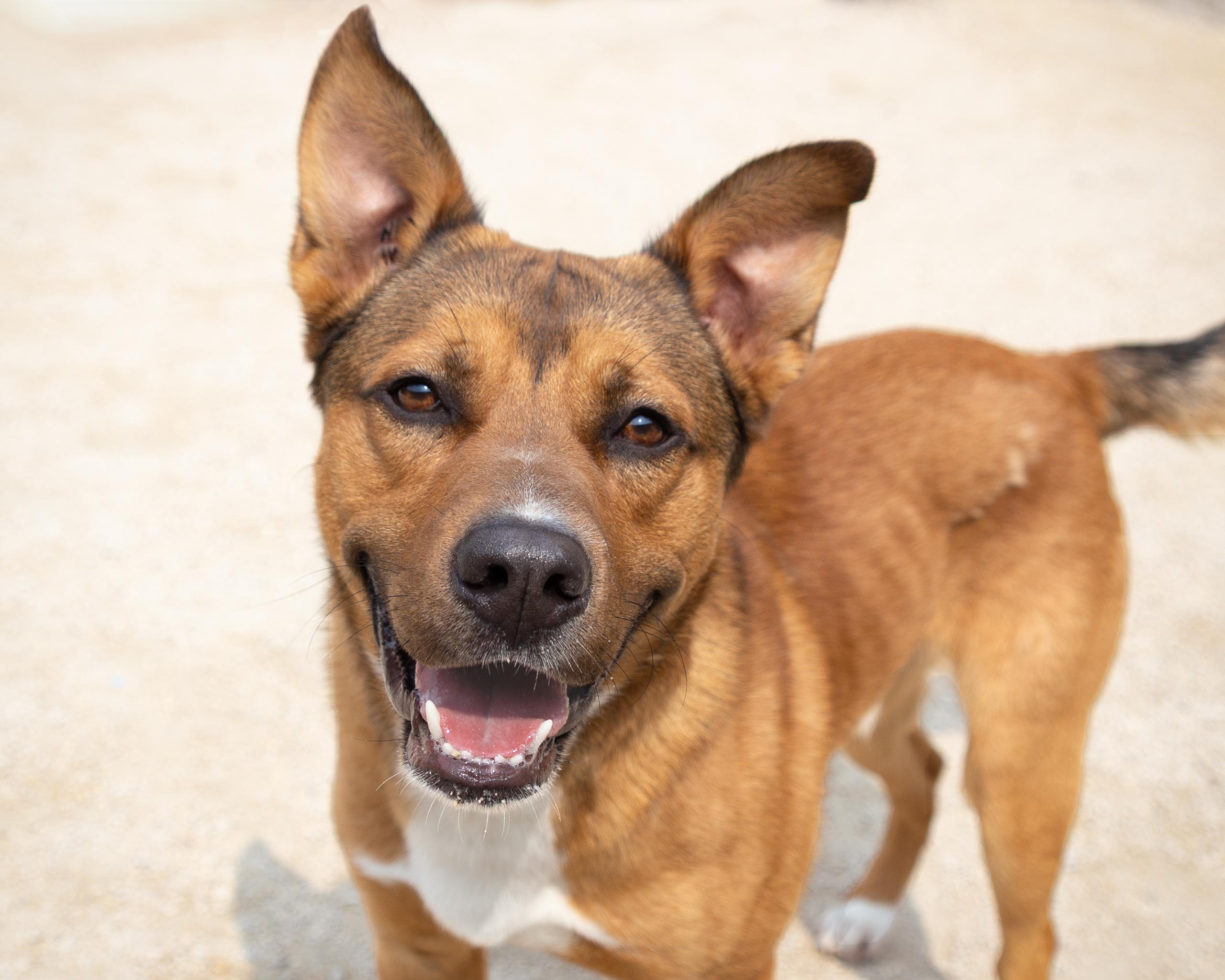 Rick, an adoptable German Shepherd Dog, Australian Cattle Dog / Blue Heeler in Winnipeg, MB, R3E 3N8 | Photo Image 1