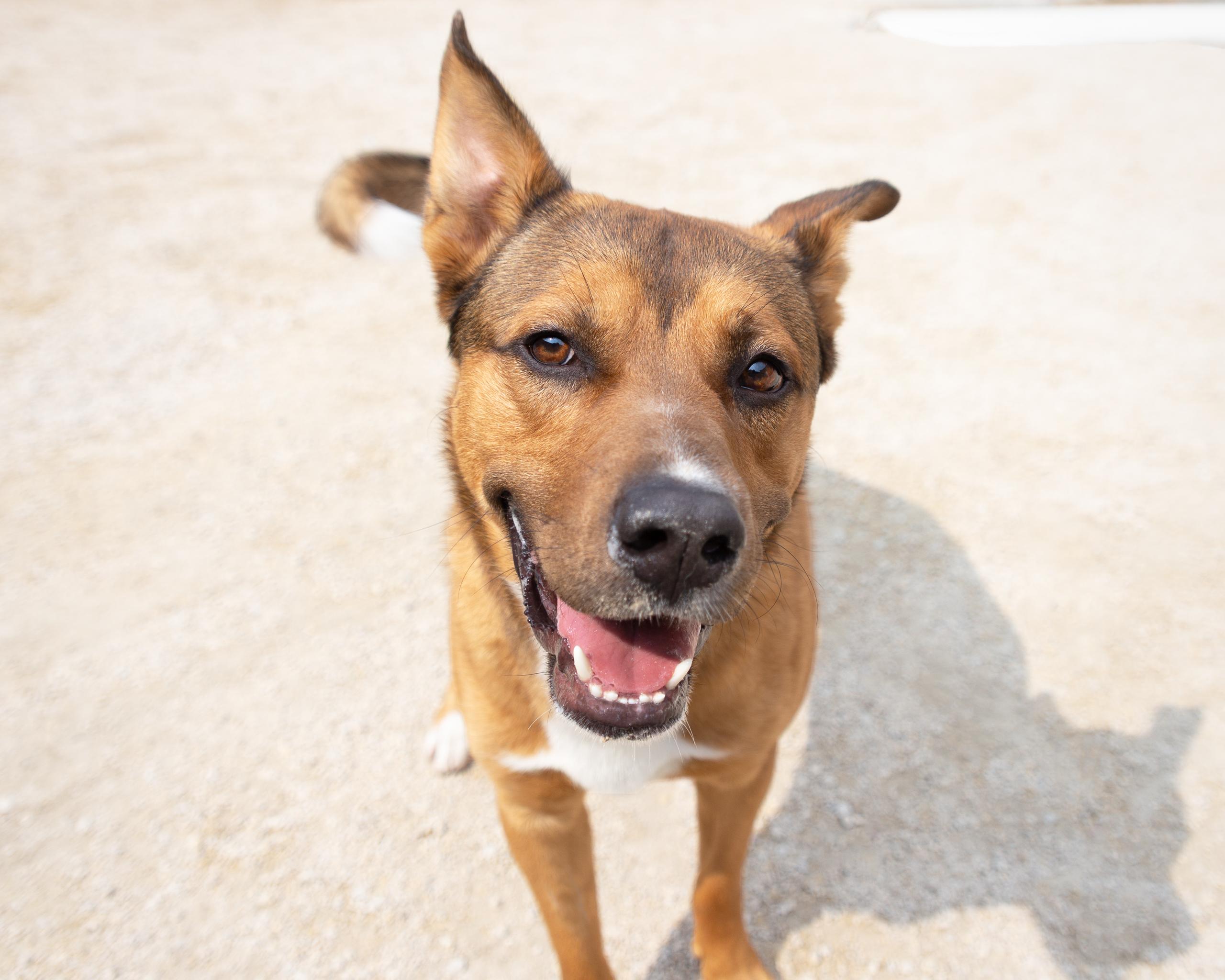 Rick, an adoptable German Shepherd Dog, Australian Cattle Dog / Blue Heeler in Winnipeg, MB, R3E 3N8 | Photo Image 3