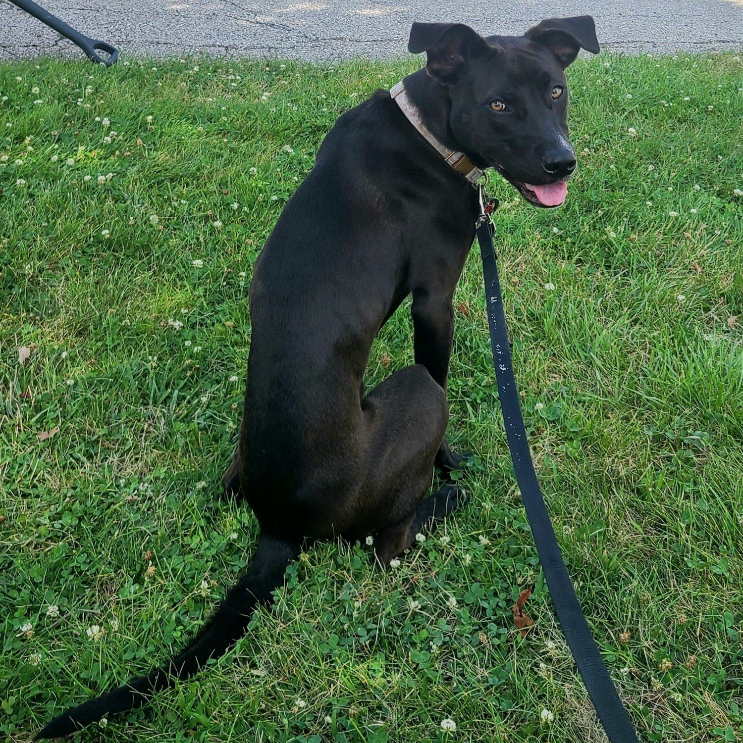 Enlarge Ziva, a Adoptable mixed breed in Stuart, IA image 2/3
