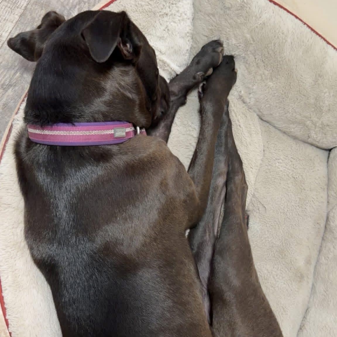 Enlarge Ziva, a Adoptable mixed breed in Boone, IA image 5/5