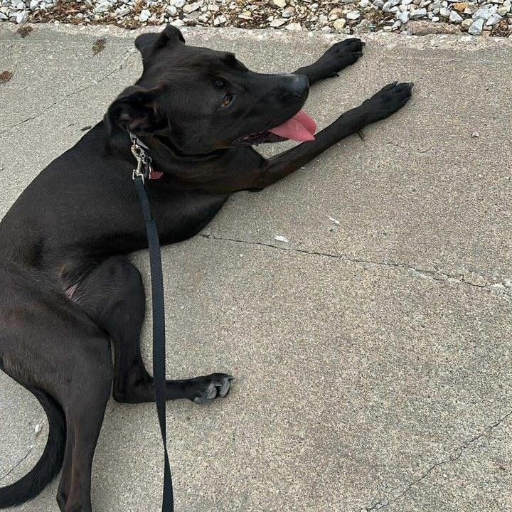 Enlarge Ziva, a Adoptable mixed breed in Stuart, IA image 3/3