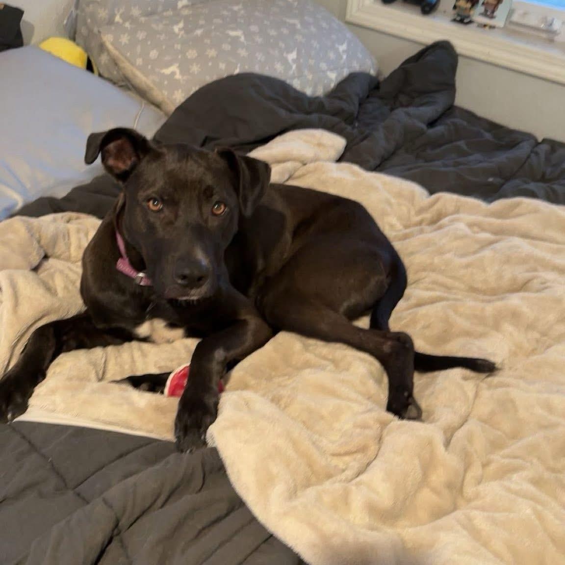 Ziva, Adoptable, Young Female Labrador Retriever.