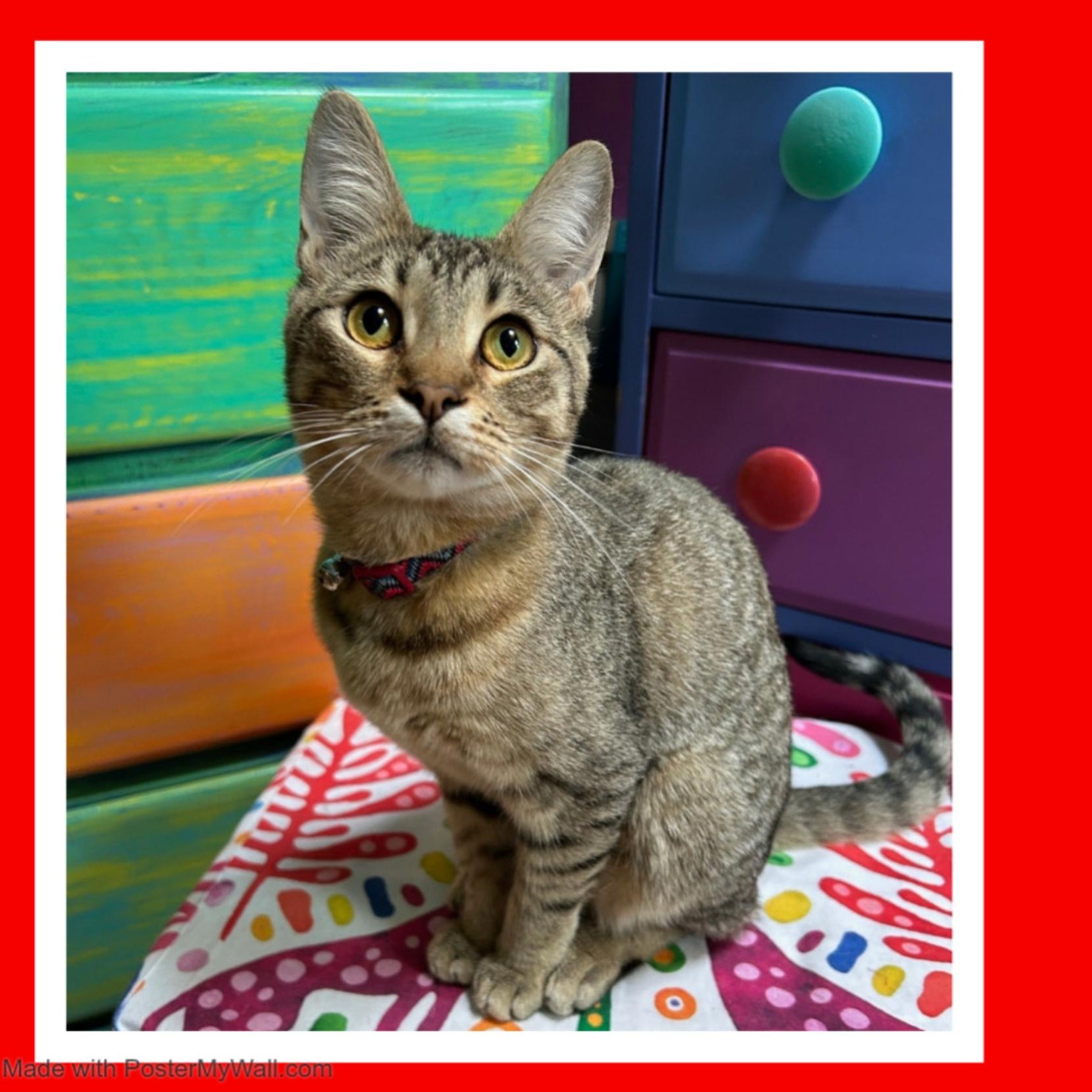 Enlarge DeLATISSE Girl, a Adoptable mixed breed in Tualatin, OR image 3/4