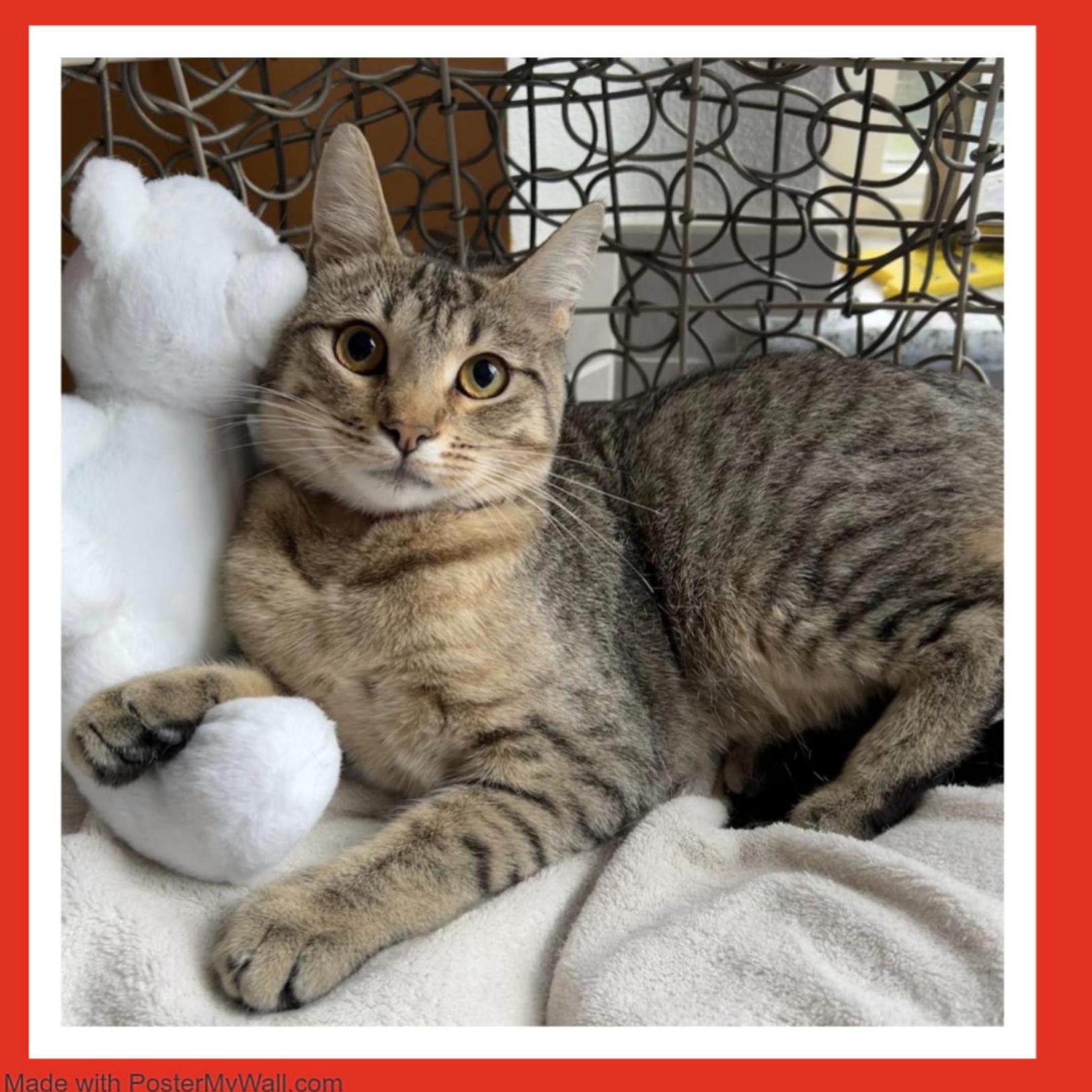 Enlarge DeLATISSE Girl, a Adoptable mixed breed in Tualatin, OR image 2/4