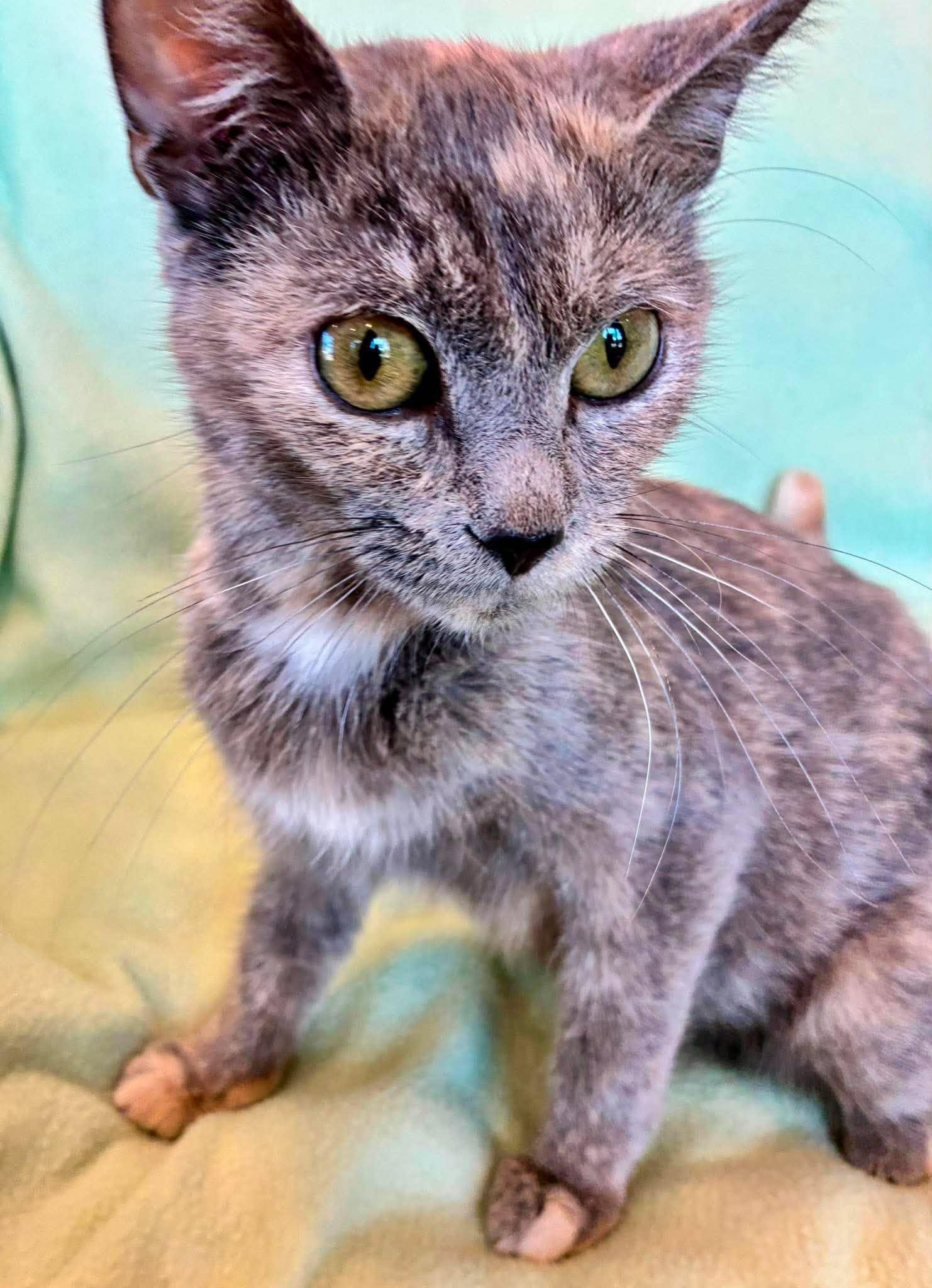 Mochi, an adopted Domestic Short Hair in Alexandria, MN image 3/3