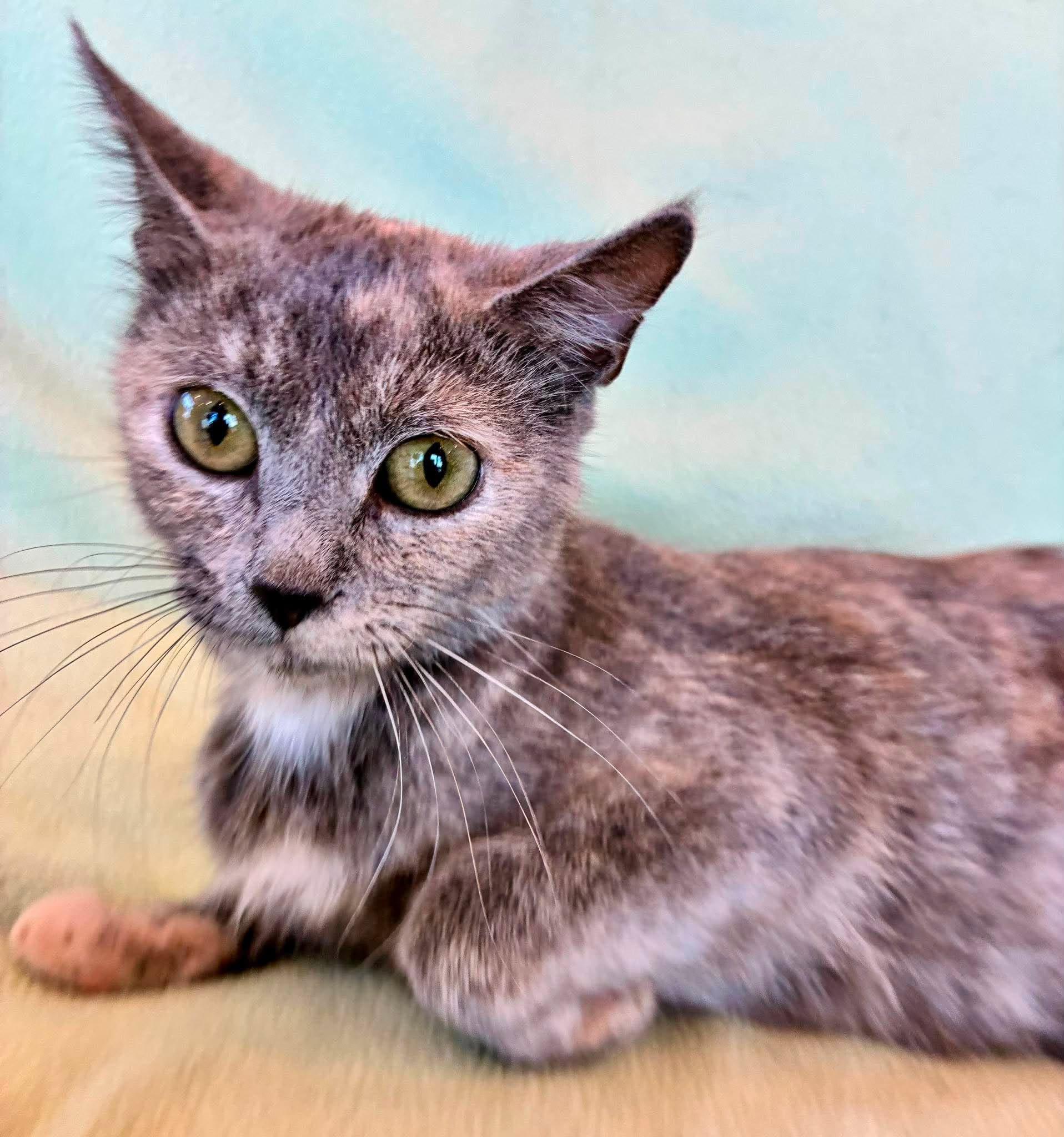 Mochi, adopted, Young Female Domestic Short Hair.