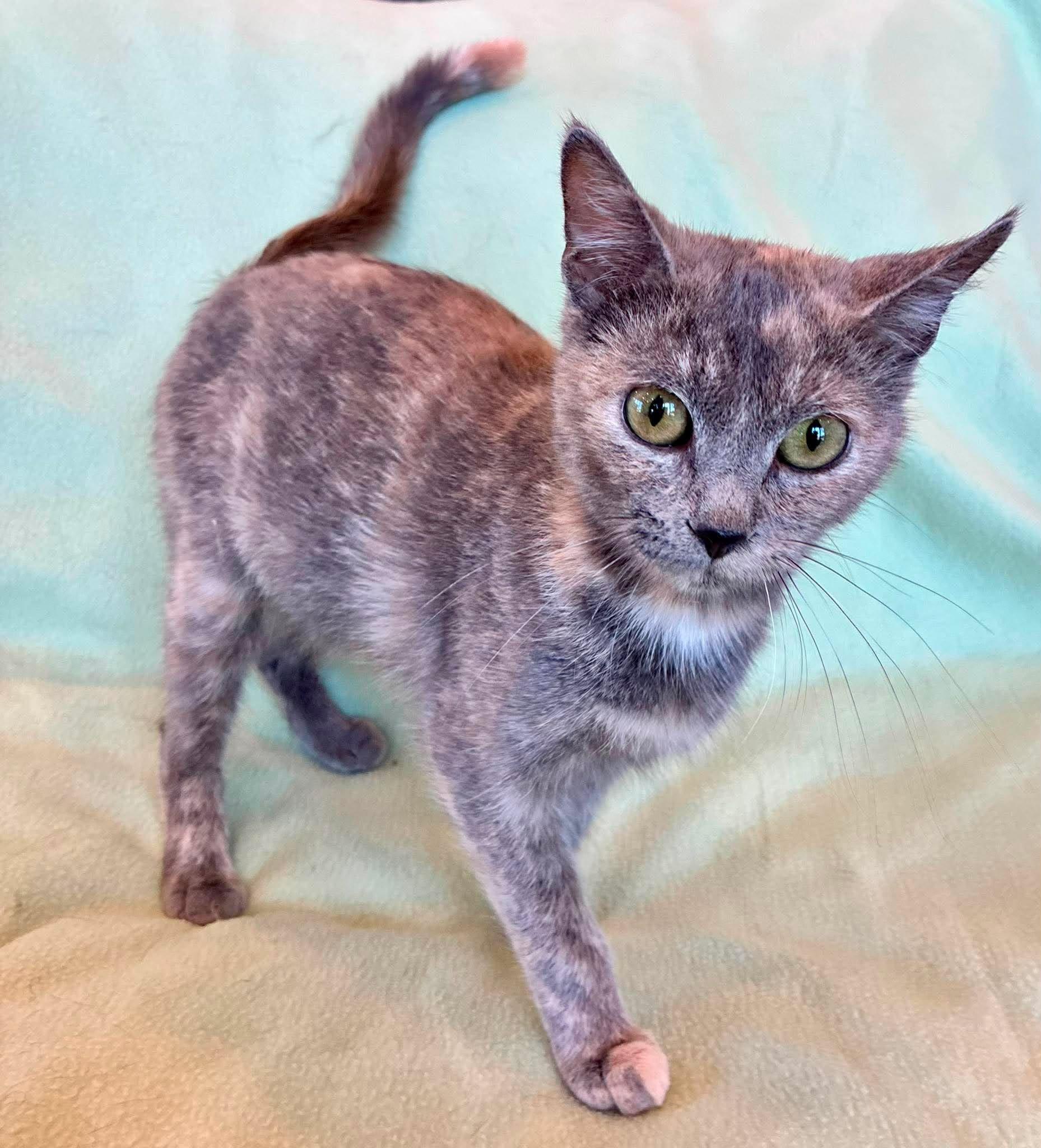 Mochi, an adopted Domestic Short Hair in Alexandria, MN image 2/3