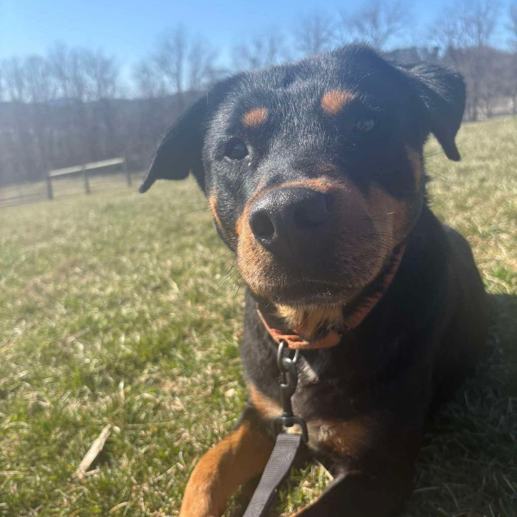 Enlarge Titan, a Adoptable Rottweiler in Marion, VA image 1/6