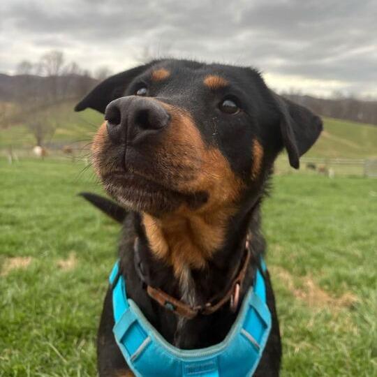 Enlarge Titan, a Adoptable Rottweiler in Marion, VA image 3/6