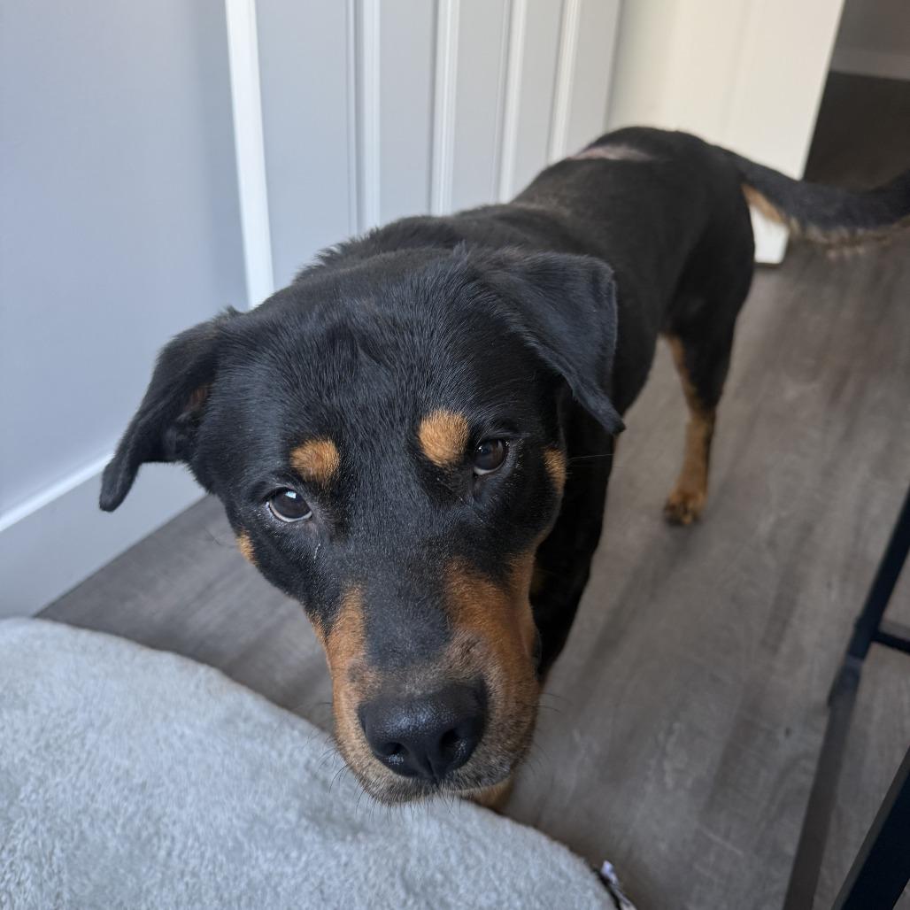 Enlarge Titan, a Adoptable Rottweiler in Marion, VA image 4/6