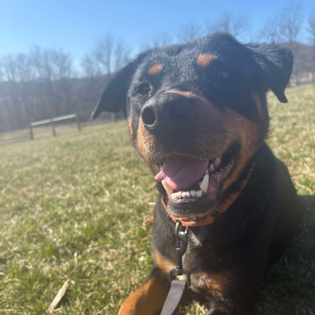 Enlarge Titan, a Adoptable Rottweiler in Marion, VA image 5/6