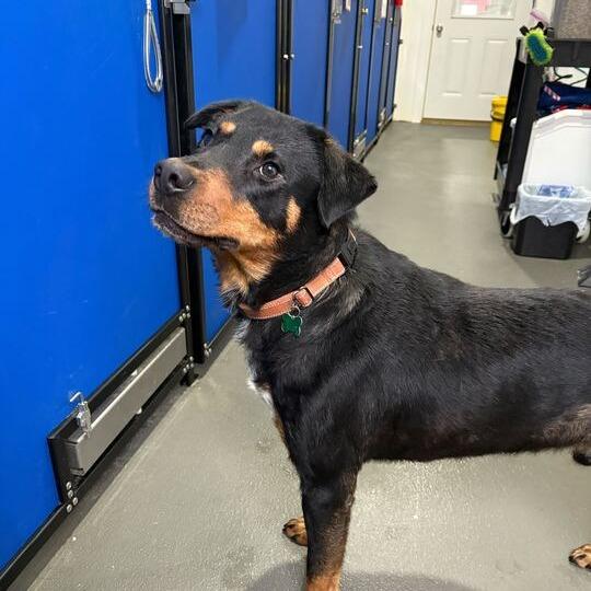 Enlarge Titan, a Adoptable Rottweiler in Marion, VA image 6/6