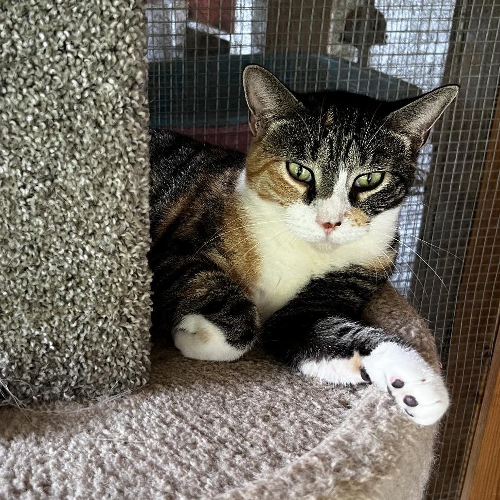 MJ, Adoptable, Adult Female Domestic Short Hair & Domestic Short Hair.