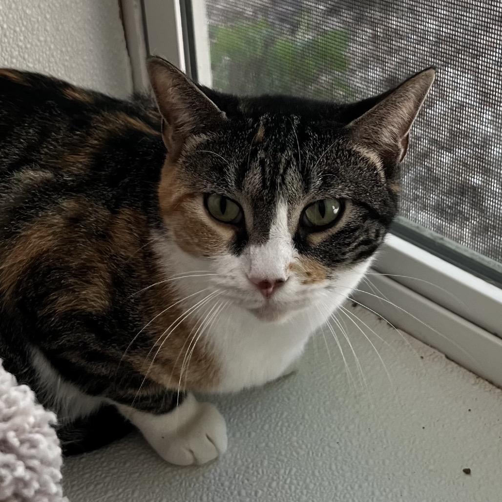 MJ, Adoptable, Adult Female Domestic Short Hair & Domestic Short Hair.