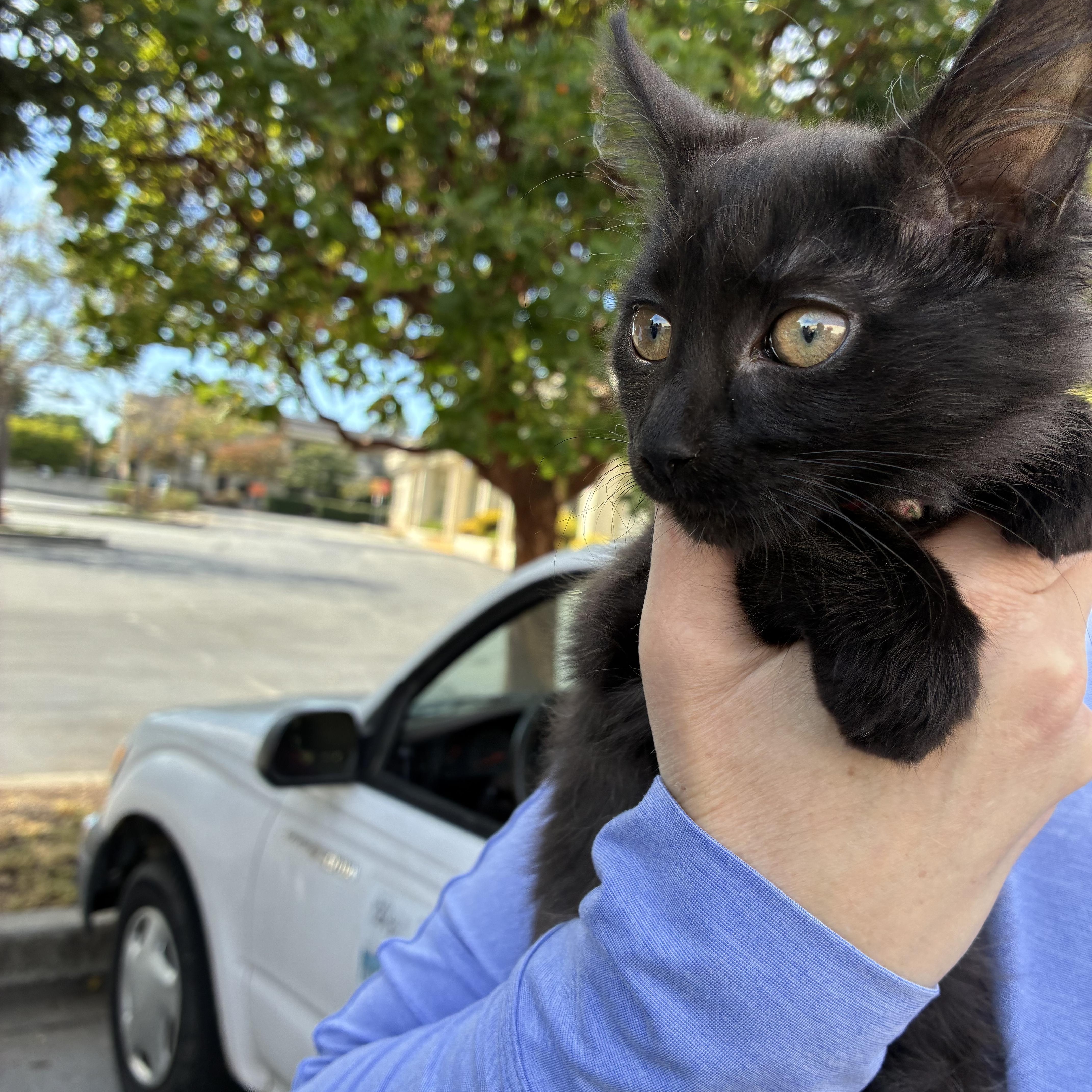 Jane, Adoptable, Young Female Domestic Long Hair.