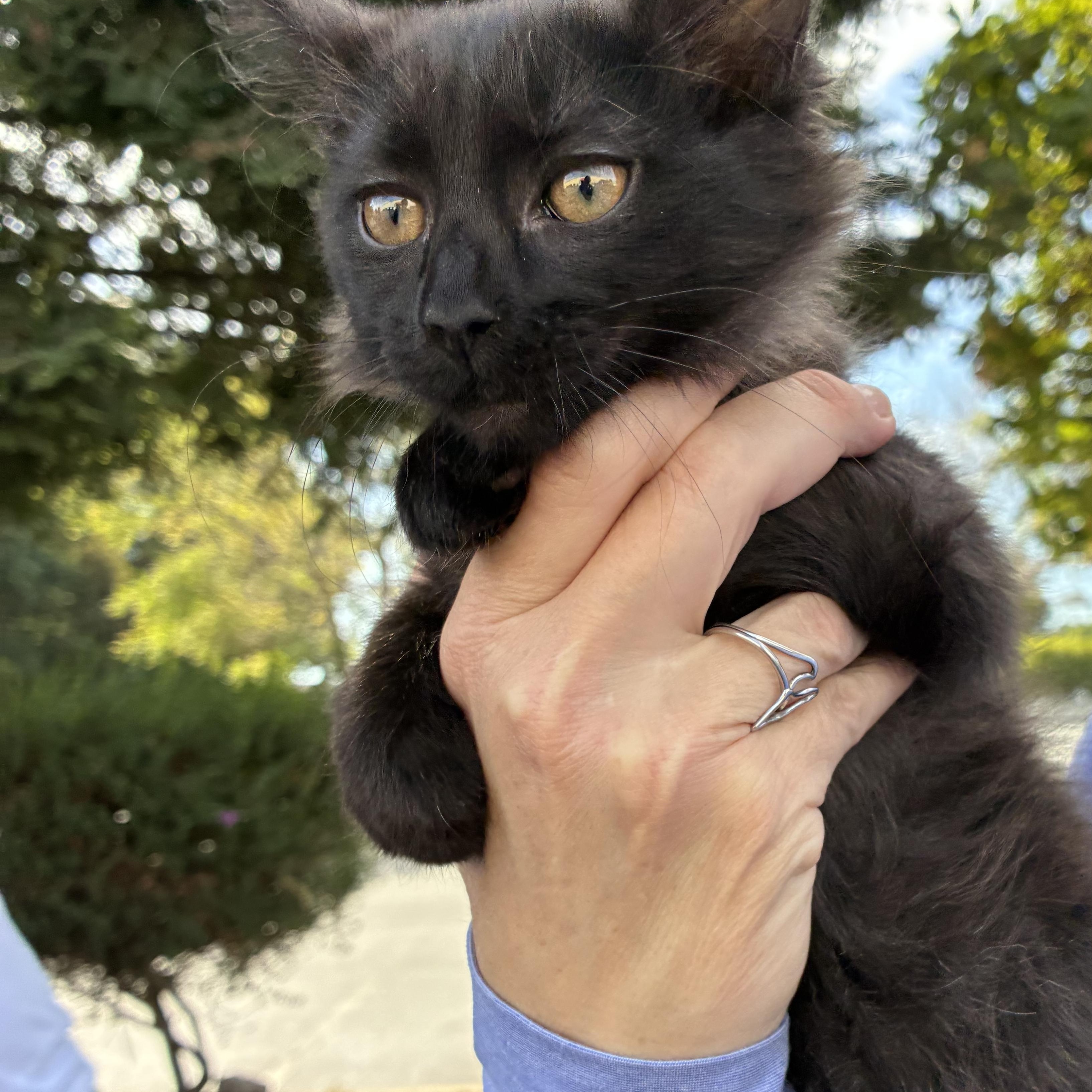 Enlarge Jane, a Adoptable mixed breed in Santa Cruz, CA image 3/3